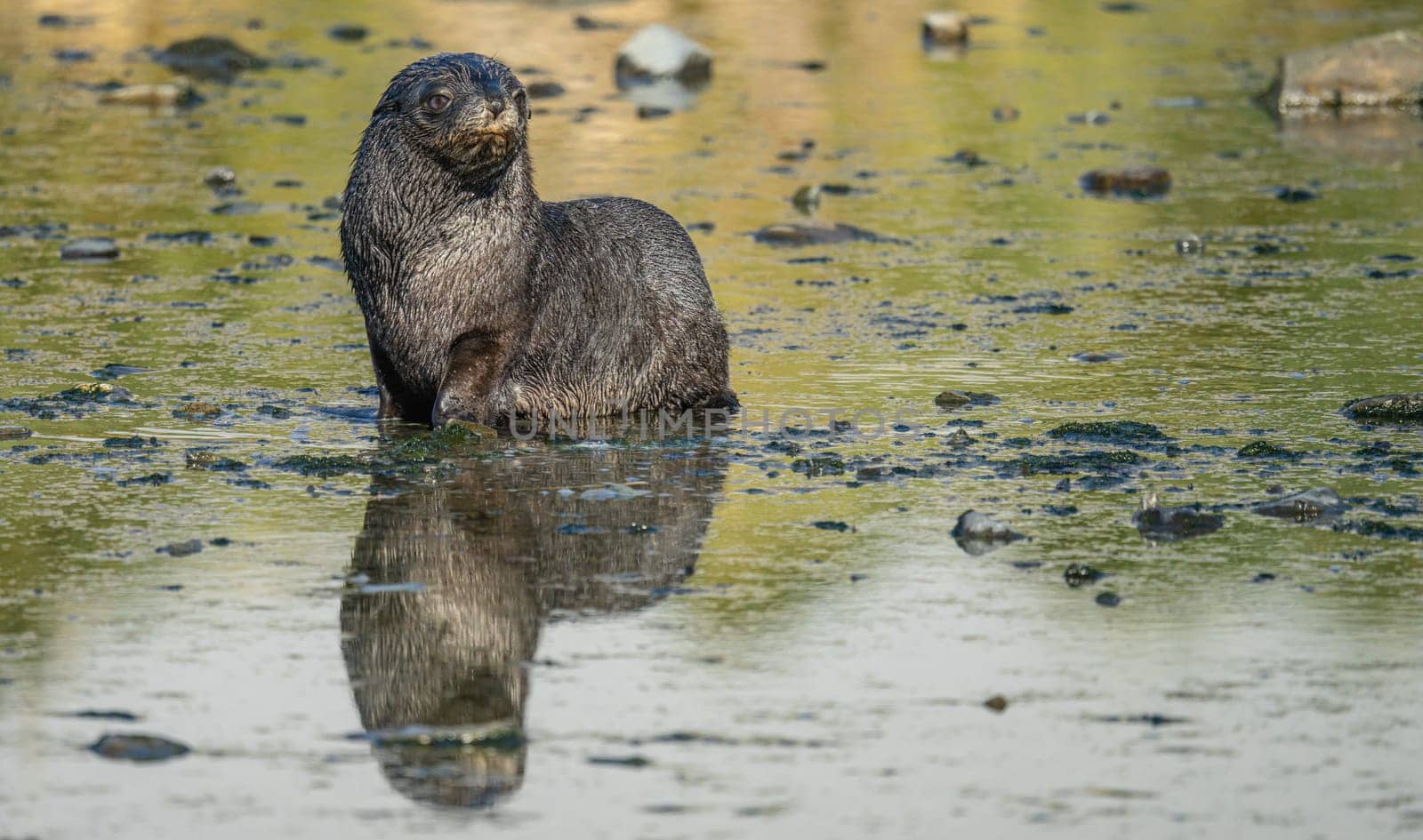 Juvenile Antarctic fur seal (Arctocephalus gazella) in South Georgia in its natural environment