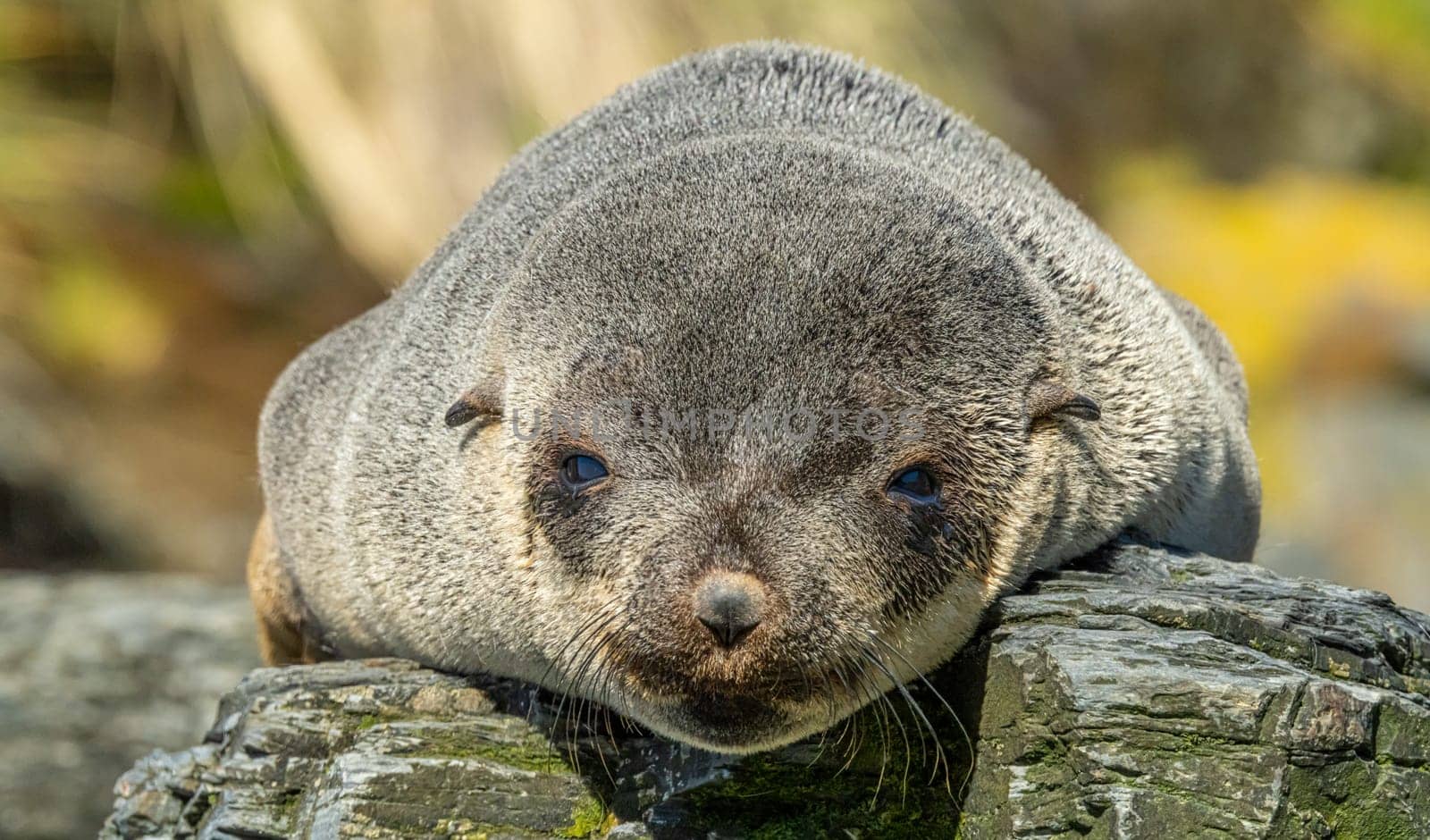 Juvenile Antarctic fur seal (Arctocephalus gazella) in South Georgia in its natural environment