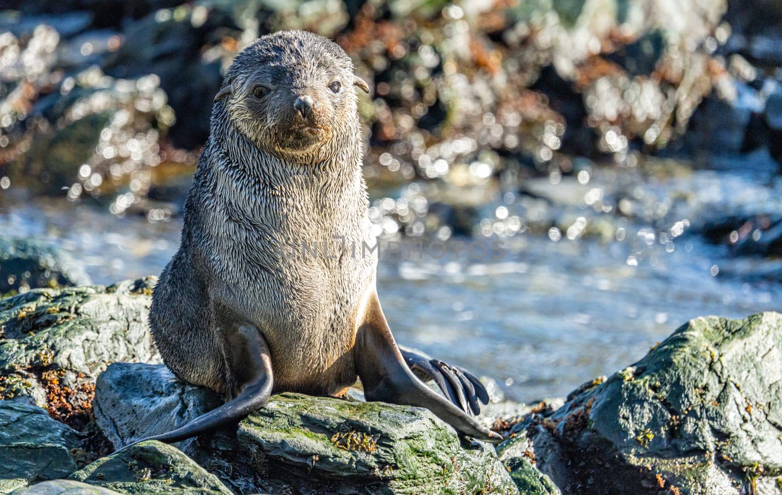 Juvenile Antarctic fur seal (Arctocephalus gazella) in South Georgia in its natural environment