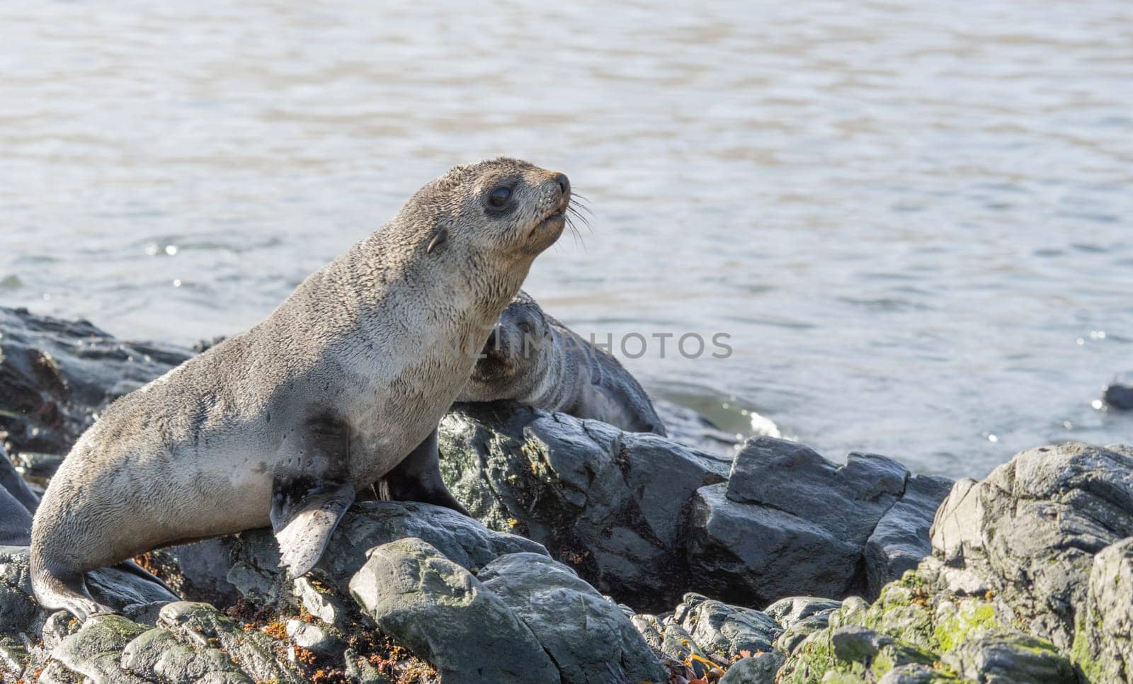 Juvenile Antarctic fur seal (Arctocephalus gazella) in South Georgia in its natural environment