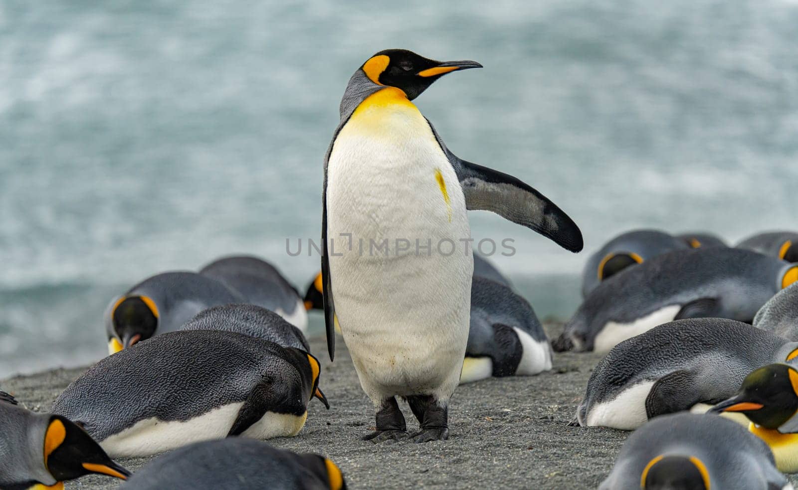King Penguin - (APTENODYTES PATAGONICUS) Gold Harbour Colony - scenic bay on South Georgia