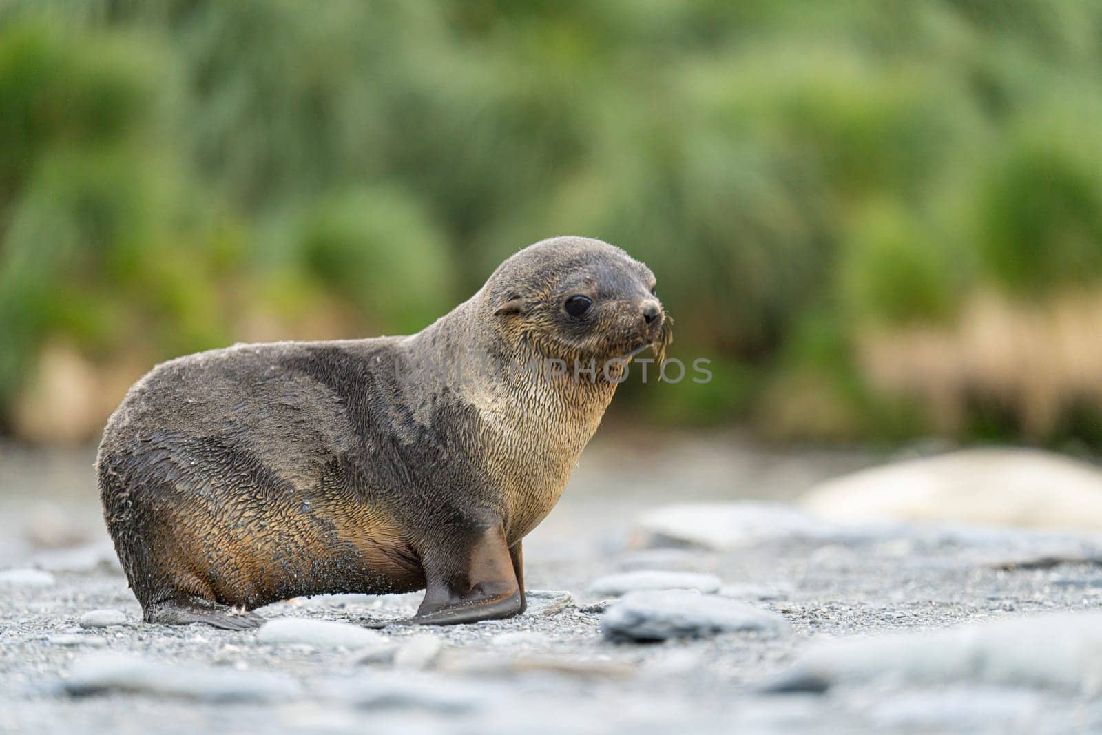 Juvenile Antarctic fur seal (Arctocephalus gazella) in South Georgia in its natural environment