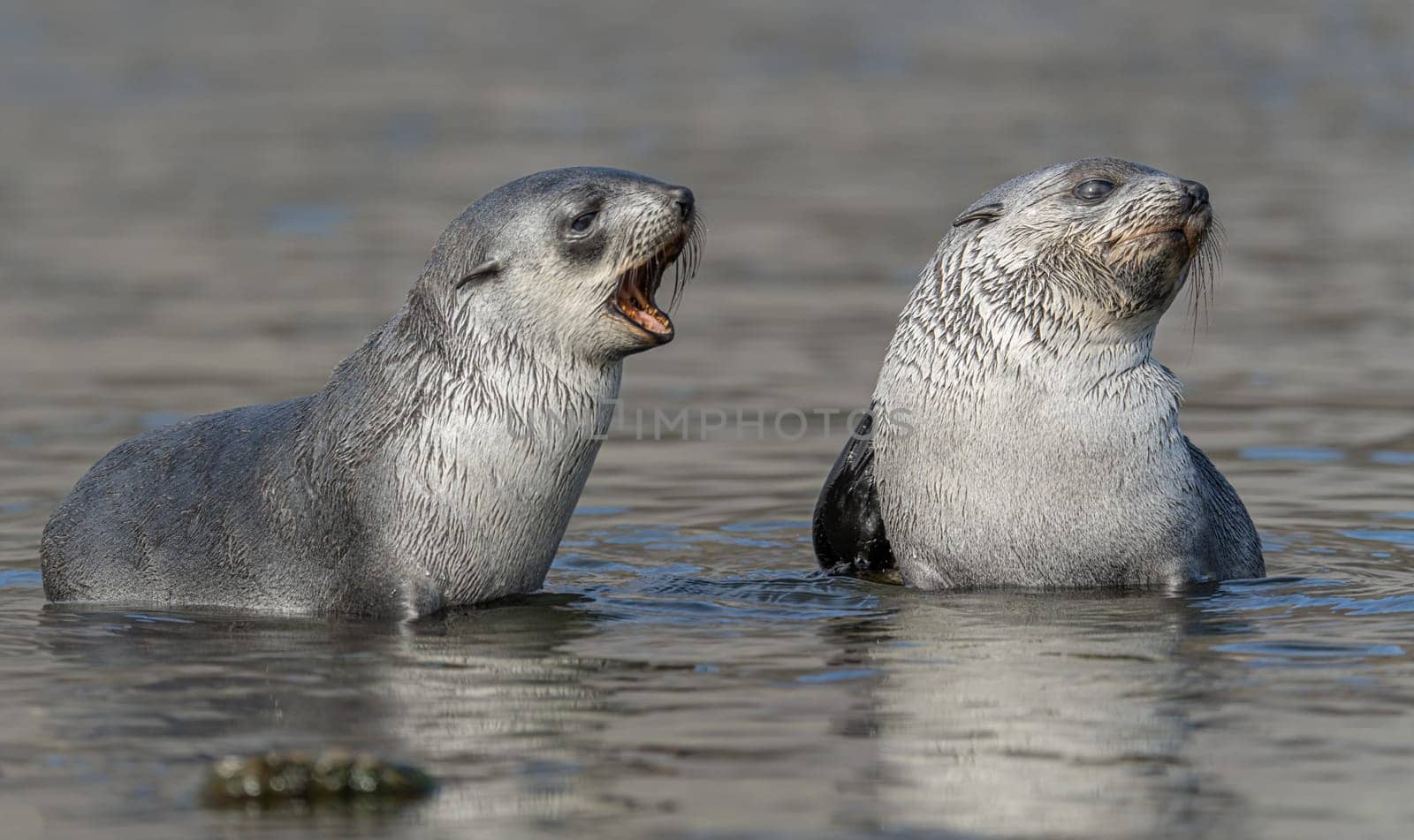 2 young pretty Antarctic fur seals / Antarctic fur seal babies (Arctocephalus gazella) playing Together in South Georgia in their natural environment in the water
