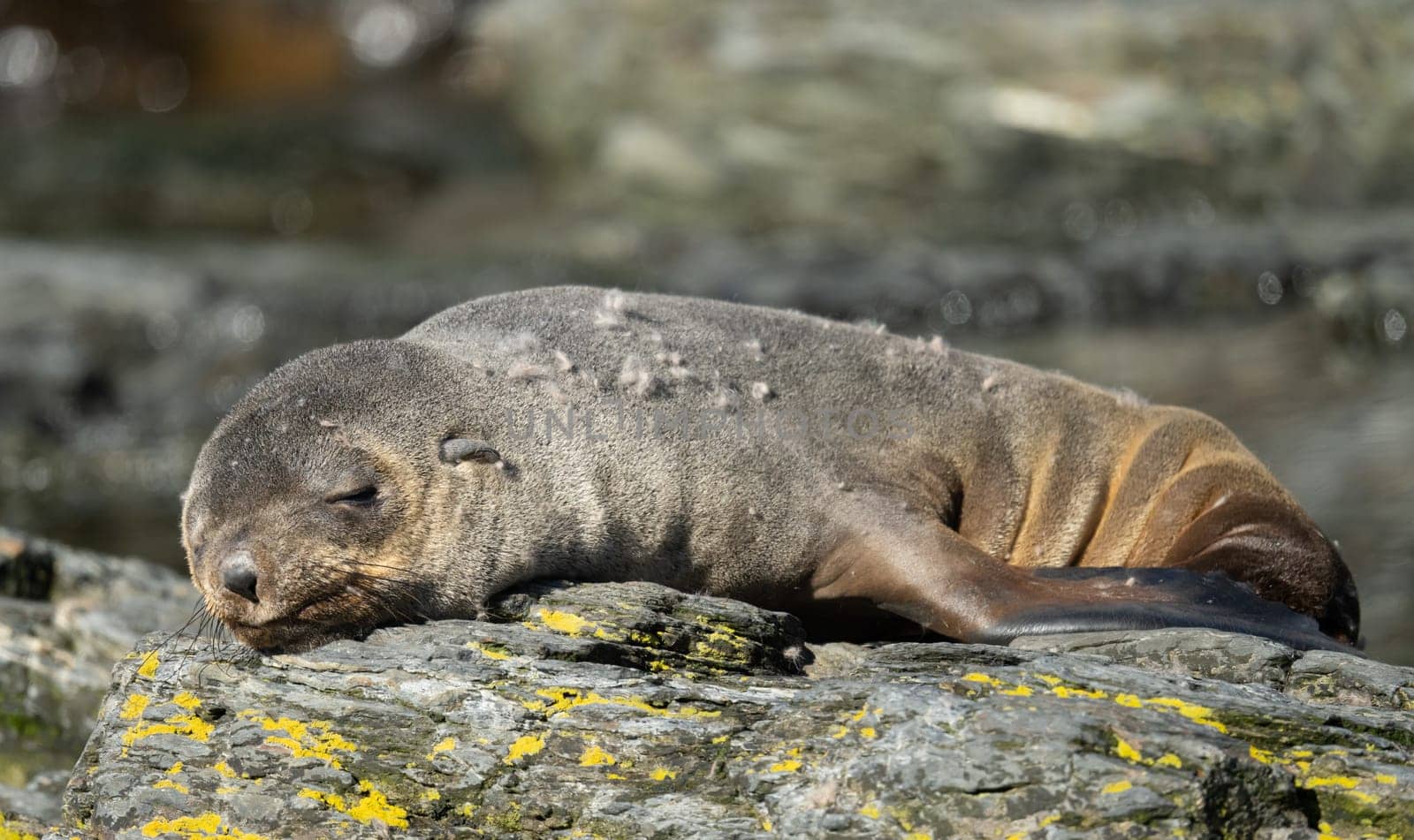 Juvenile Antarctic fur seal (Arctocephalus gazella) in South Georgia in its natural environment