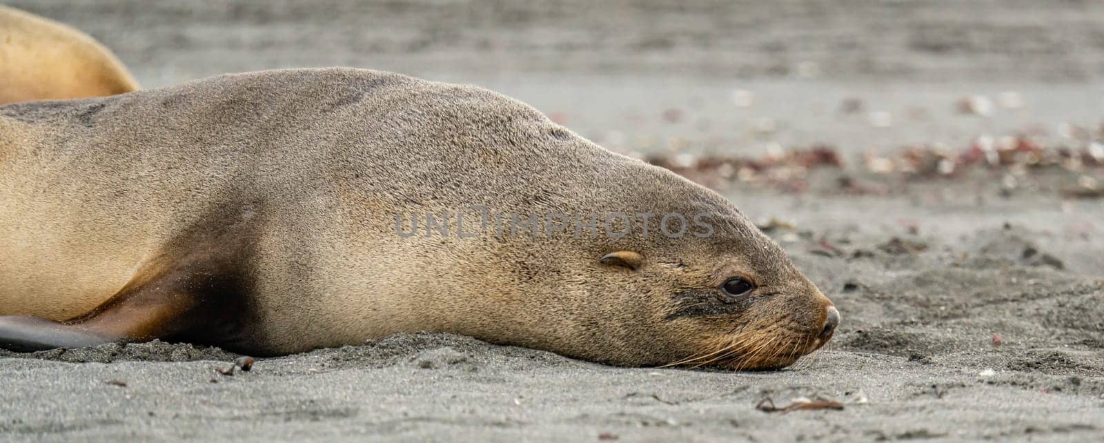 Juvenile Antarctic fur seal (Arctocephalus gazella) in South Georgia in its natural environment