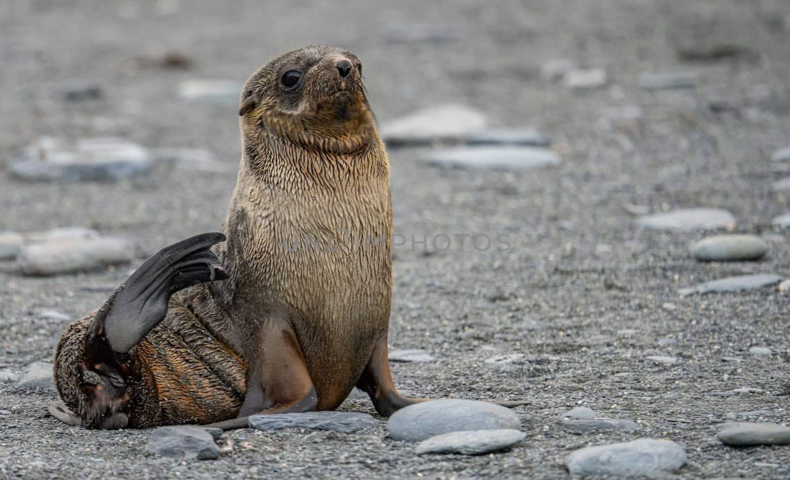 Juvenile Antarctic fur seal (Arctocephalus gazella) in South Georgia in its natural environment