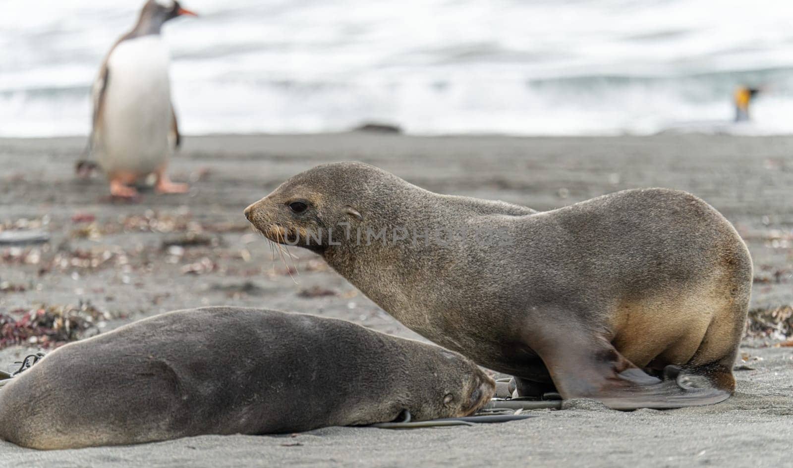 Juvenile Antarctic fur seal (Arctocephalus gazella) in South Georgia in its natural environment
