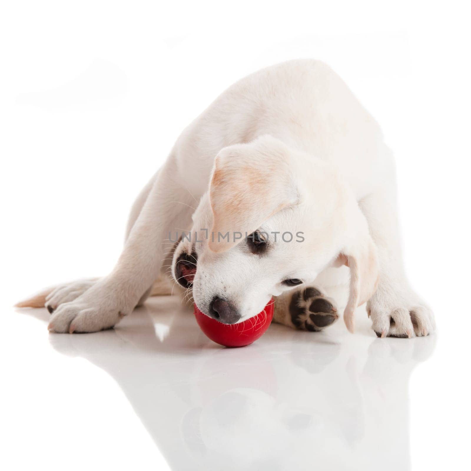 Labrador retriever puppy playing with a red ball, isolated on white