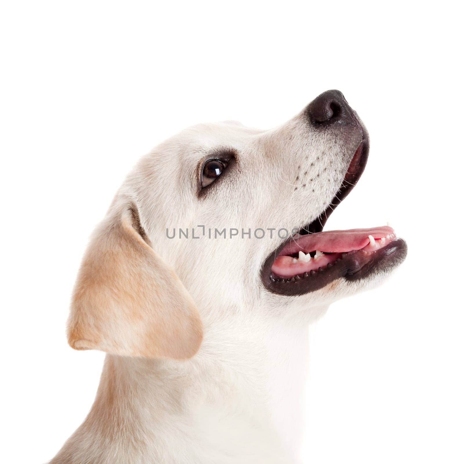 Beautiful portrait of a labrador retriever puppy with tongue out, isolated on white