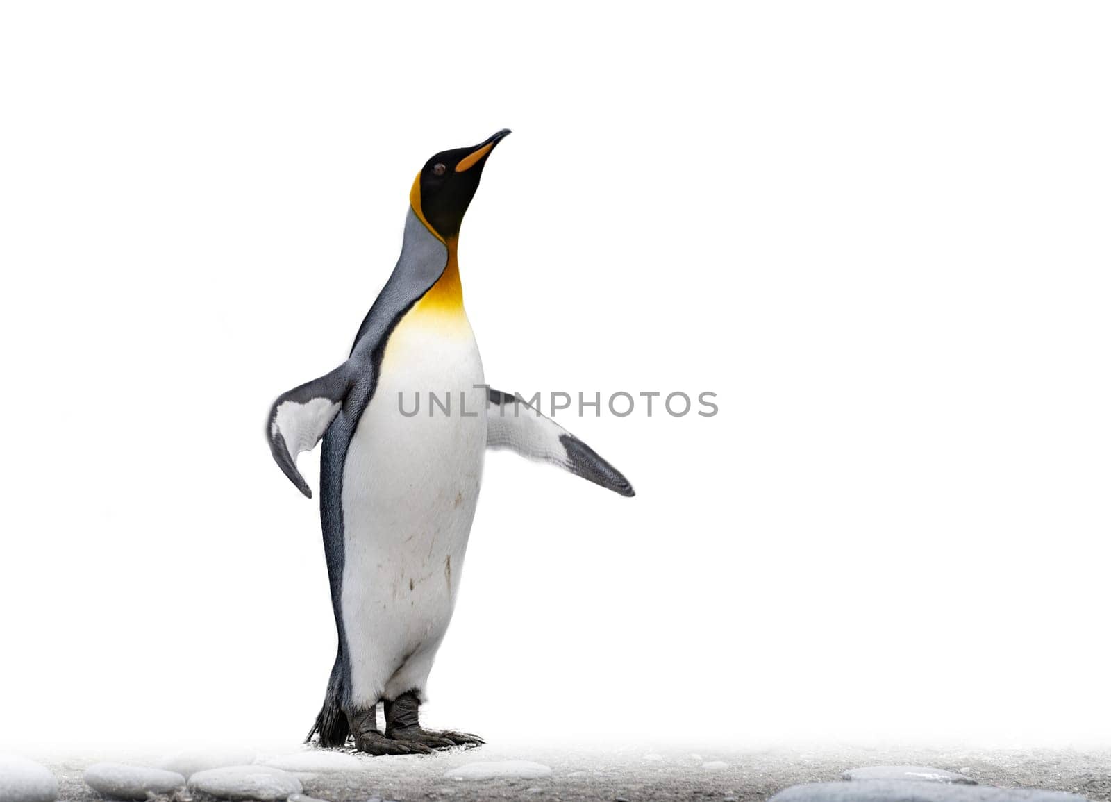 single king penguin (APTENODYTES PATAGONICUS) isolated against white background
