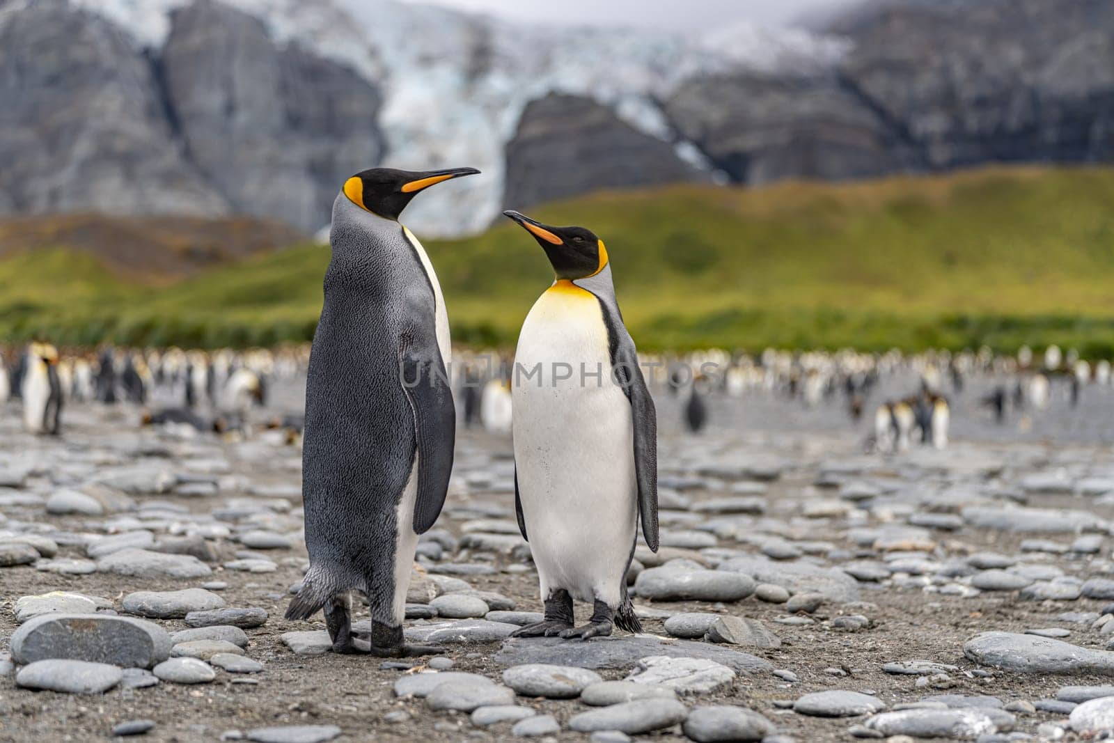 Pair of 2 King Penguins (APTENODYTES PATAGONICUS) on South Georgia interacting with each other