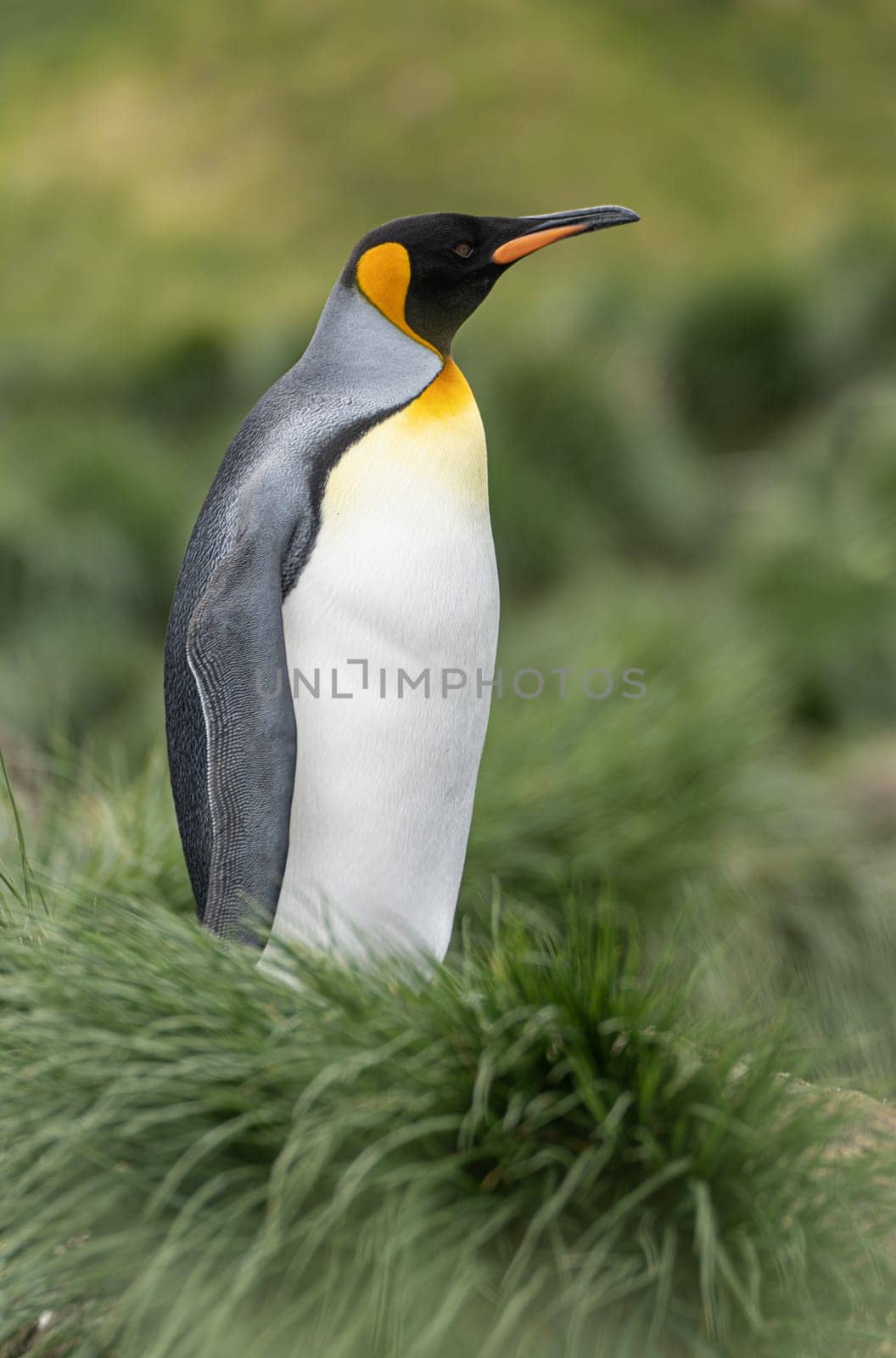 single King penguin (APTENODYTES PATAGONICUS) South Georgia posing in front of green tussock grass - background