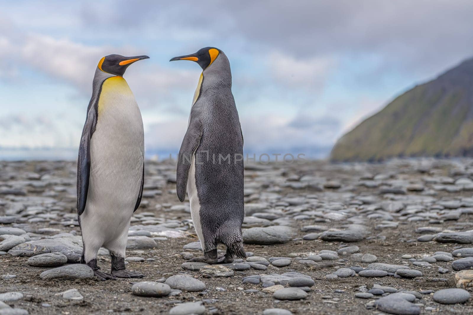 Pair of 2 King Penguins (APTENODYTES PATAGONICUS) on South Georgia interacting with each other