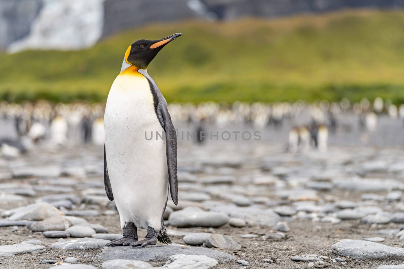 King Penguin - (APTENODYTES PATAGONICUS) Gold Harbour Colony - scenic bay on South Georgia