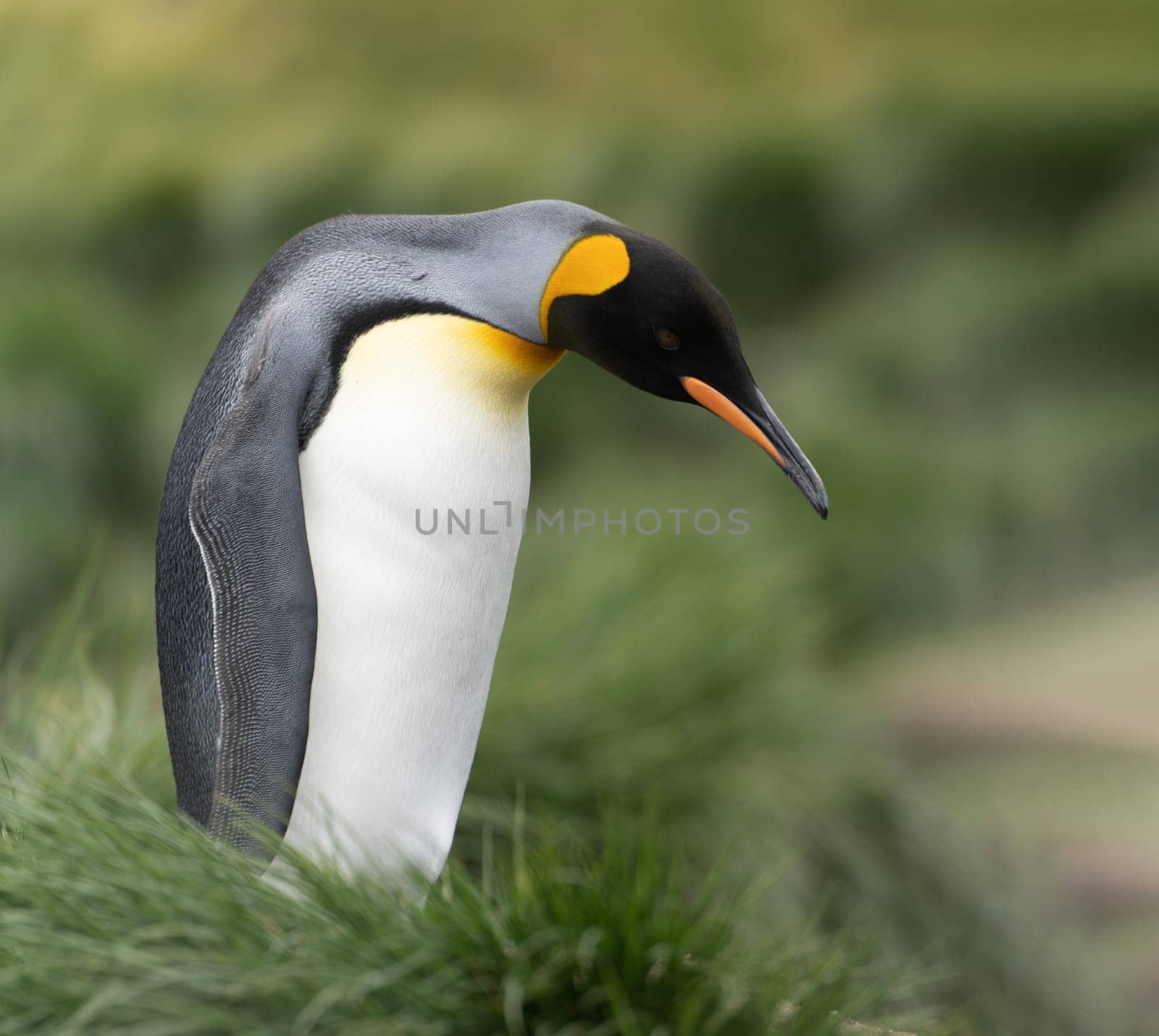 single King penguin (APTENODYTES PATAGONICUS) South Georgia posing in front of green tussock grass - background