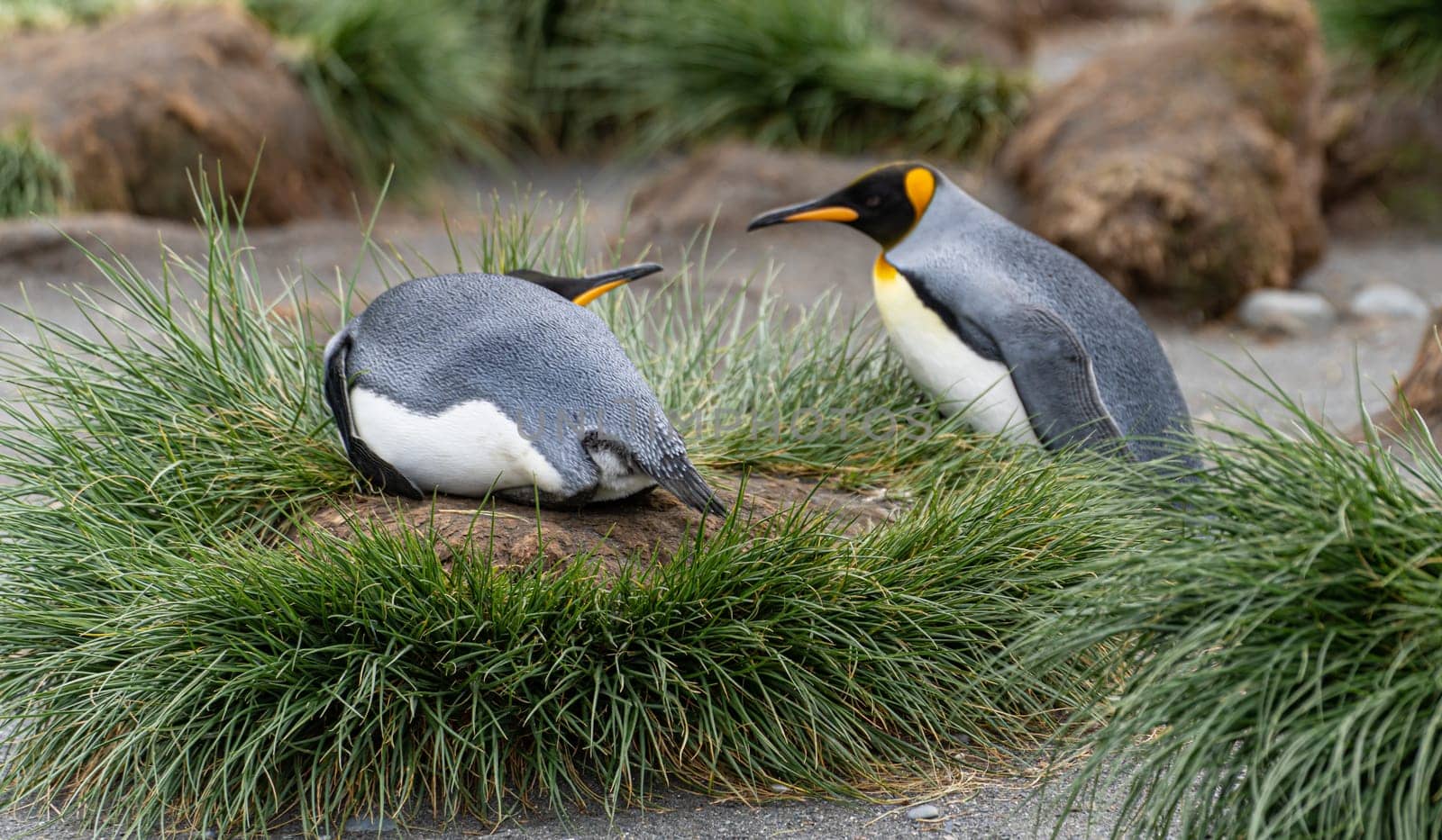 Pair of 2 King Penguins (APTENODYTES PATAGONICUS) on South Georgia interacting with each other