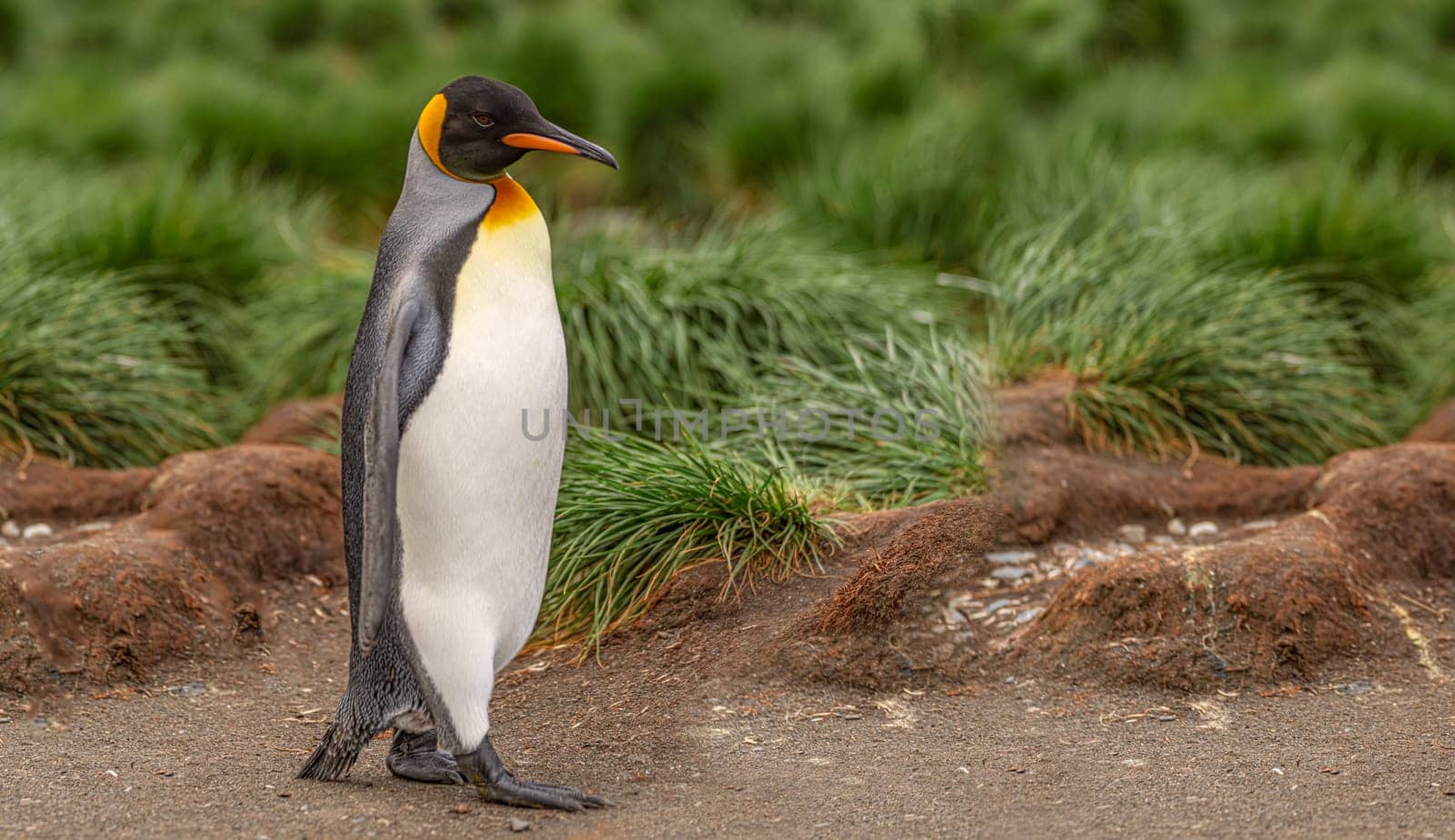 single King penguin (APTENODYTES PATAGONICUS) South Georgia posing in front of green tussock grass - background
