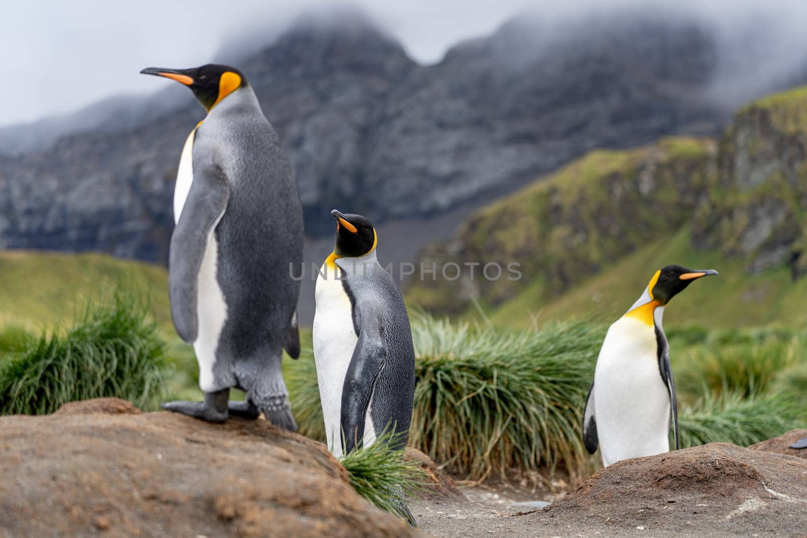 King Penguin - (APTENODYTES PATAGONICUS) Gold Harbour Colony - scenic bay on South Georgia