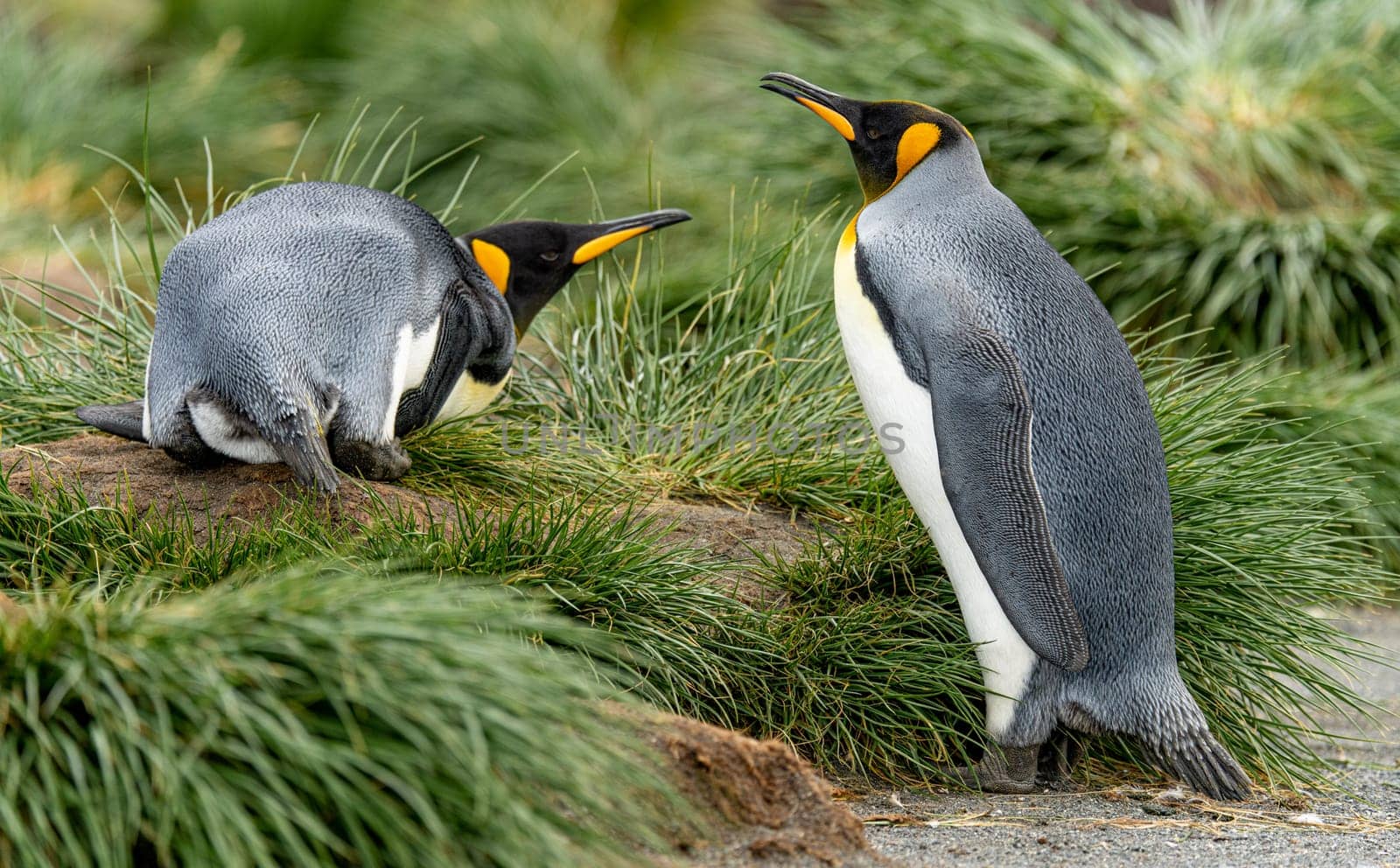 Pair of 2 King Penguins (APTENODYTES PATAGONICUS) on South Georgia interacting with each other