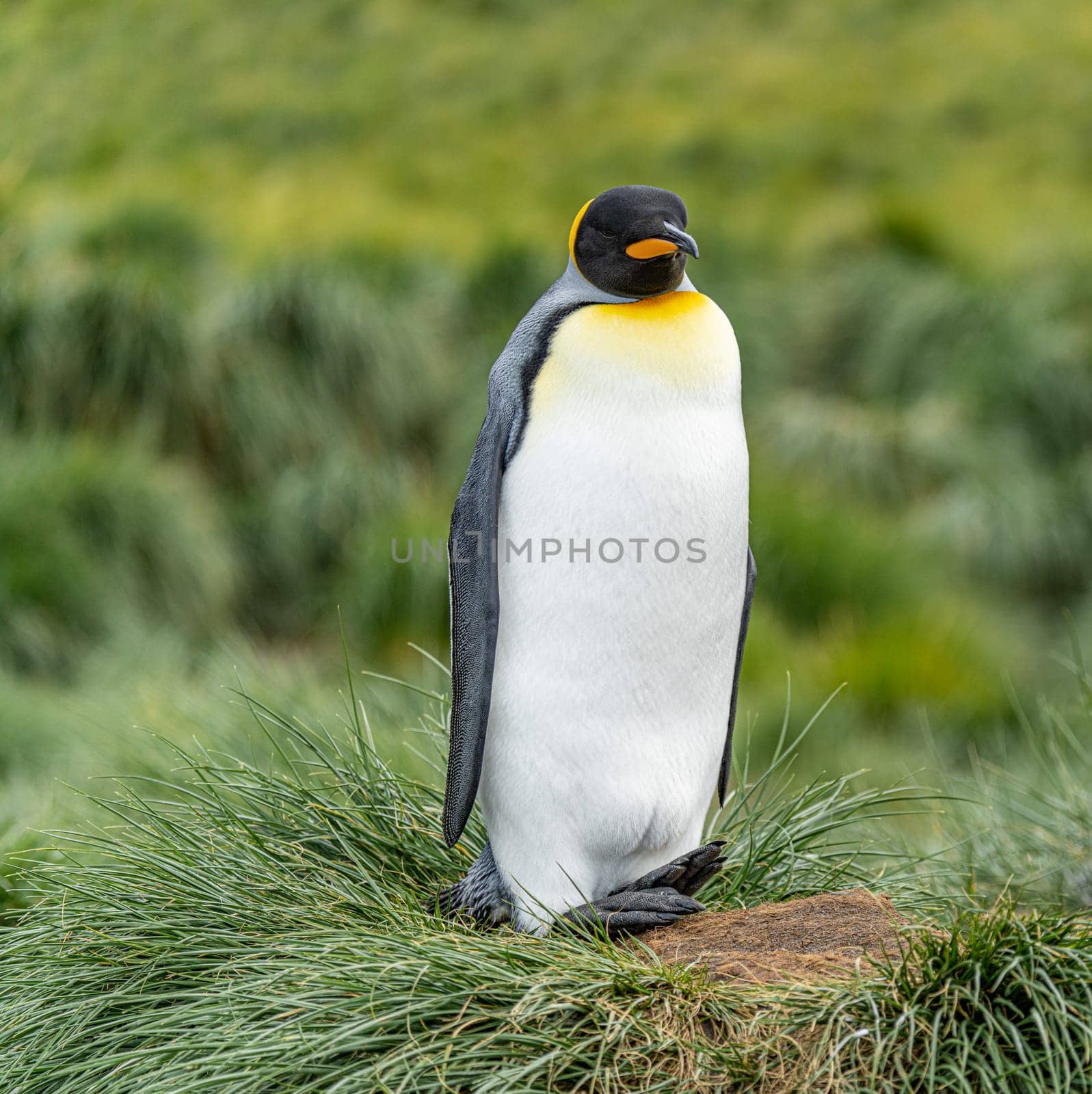 single King penguin (APTENODYTES PATAGONICUS) South Georgia posing in front of green tussock grass - background