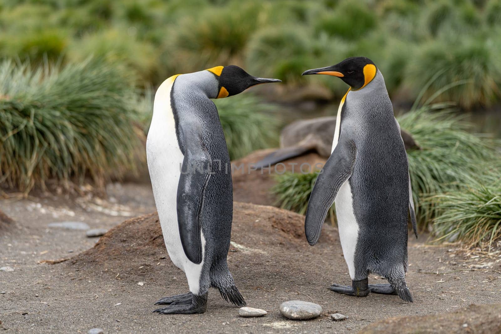 Pair of 2 King Penguins (APTENODYTES PATAGONICUS) on South Georgia interacting with each other