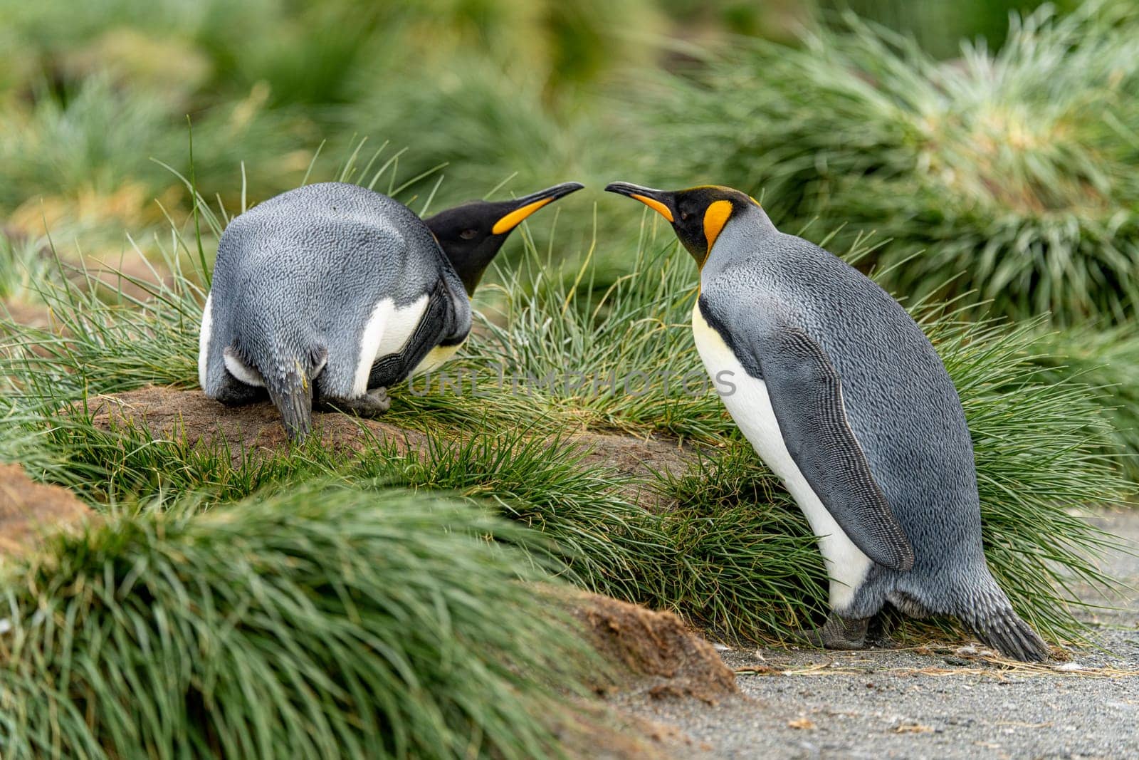 Pair of 2 King Penguins (APTENODYTES PATAGONICUS) on South Georgia interacting with each other