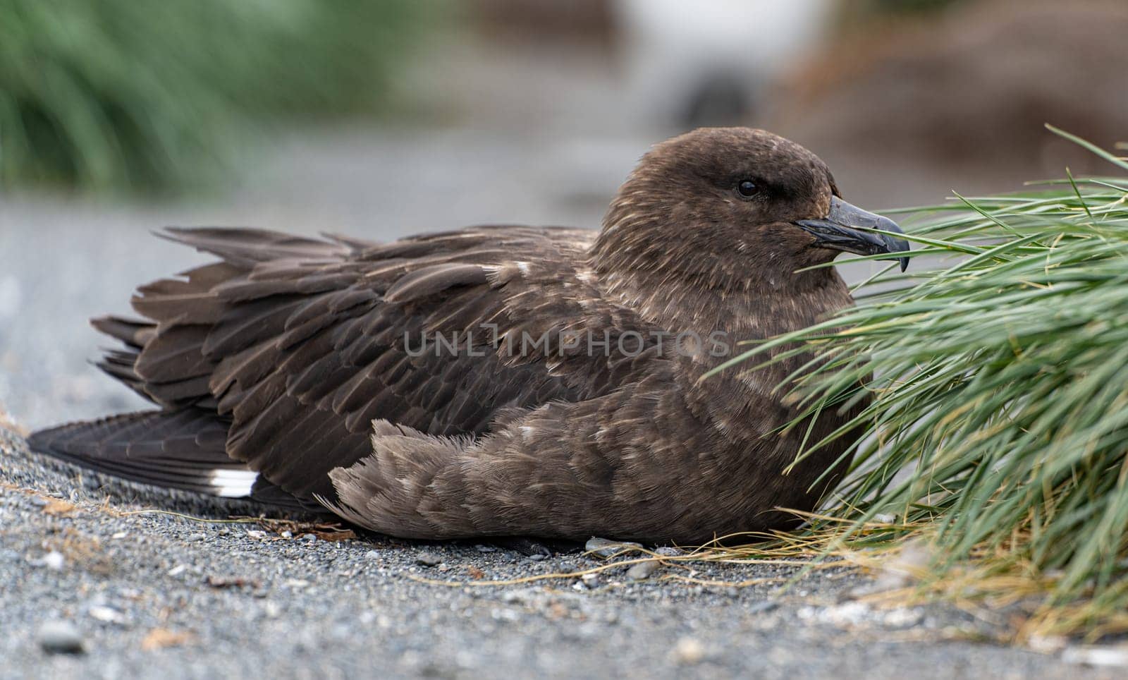 brown Subantarctic skua (Catharacta lonnbergi) sitting on the ground in South Georgia island
