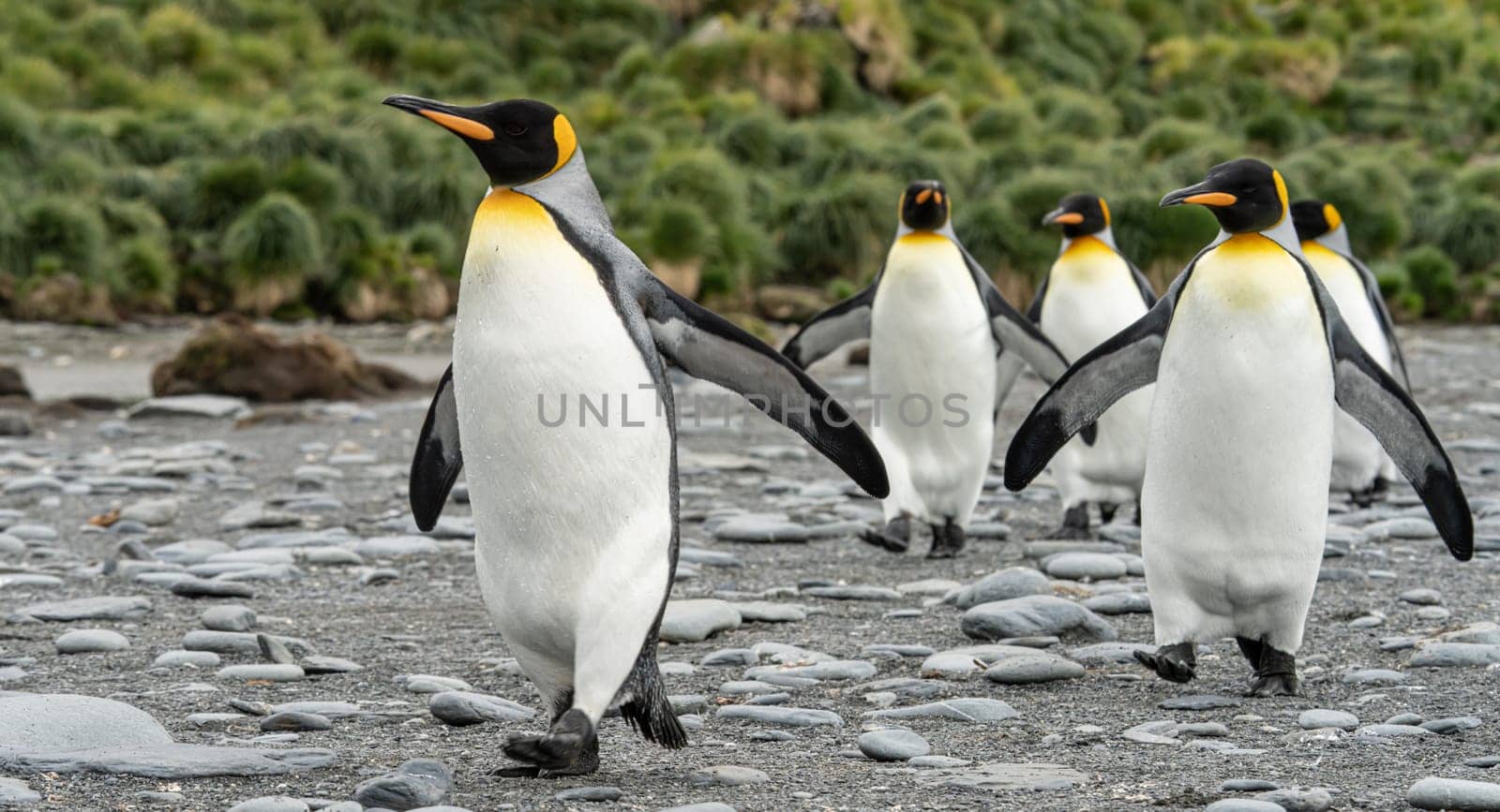 King Penguin - (APTENODYTES PATAGONICUS) Gold Harbour Colony - scenic bay on South Georgia