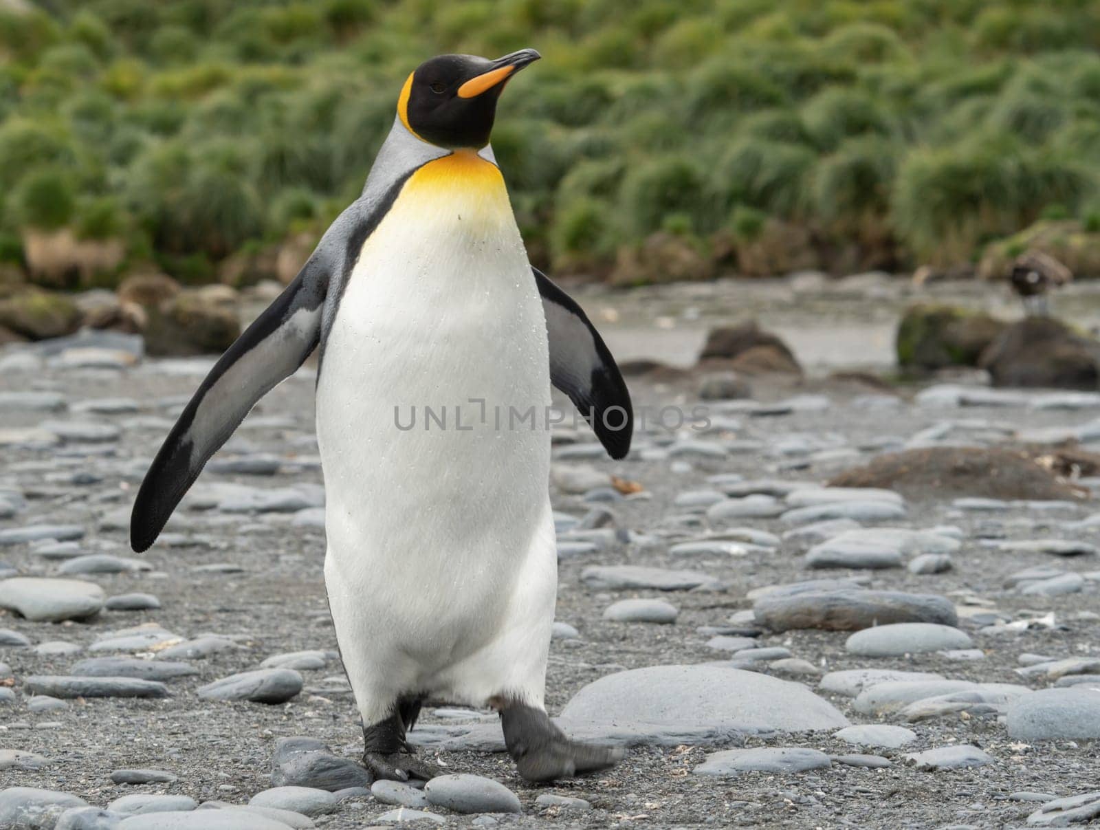 individual king penguin King penguin (APTENODYTES PATAGONICUS) in South Georgia poses on beach