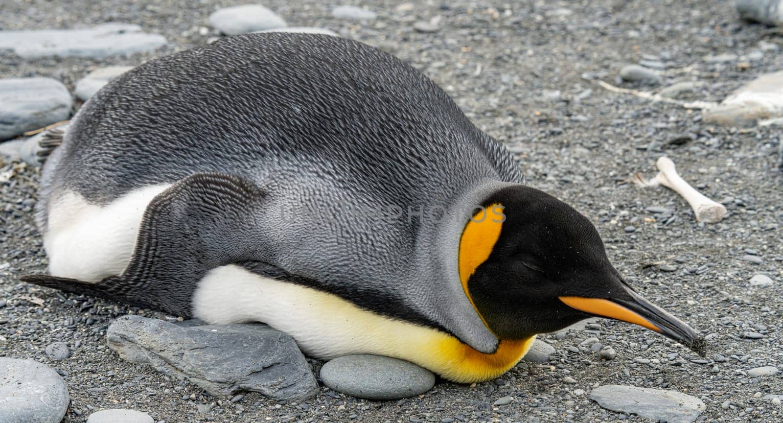 single king penguin (APTENODYTES PATAGONICUS) lies sleeping or resting on the beach of South Georgia