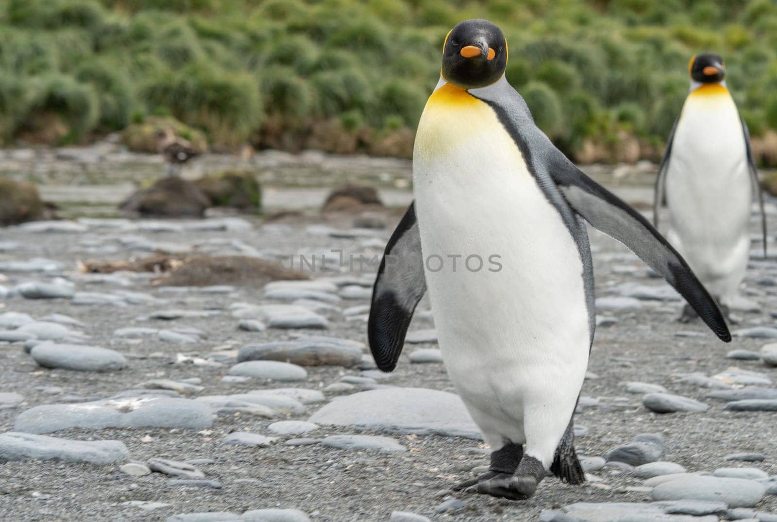 King Penguin - (APTENODYTES PATAGONICUS) Gold Harbour Colony - scenic bay on South Georgia