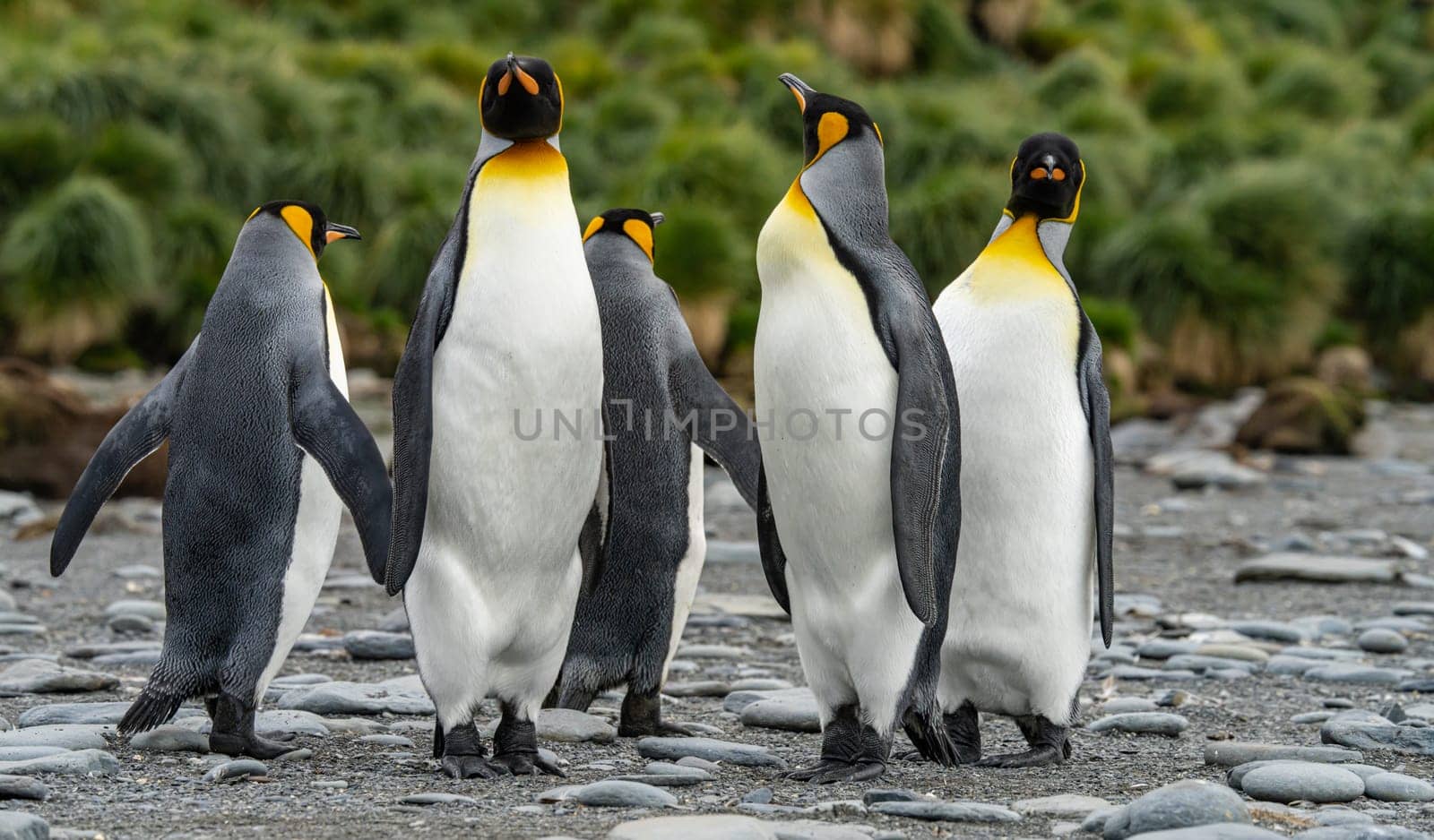 King Penguin - (APTENODYTES PATAGONICUS) Gold Harbour Colony - scenic bay on South Georgia