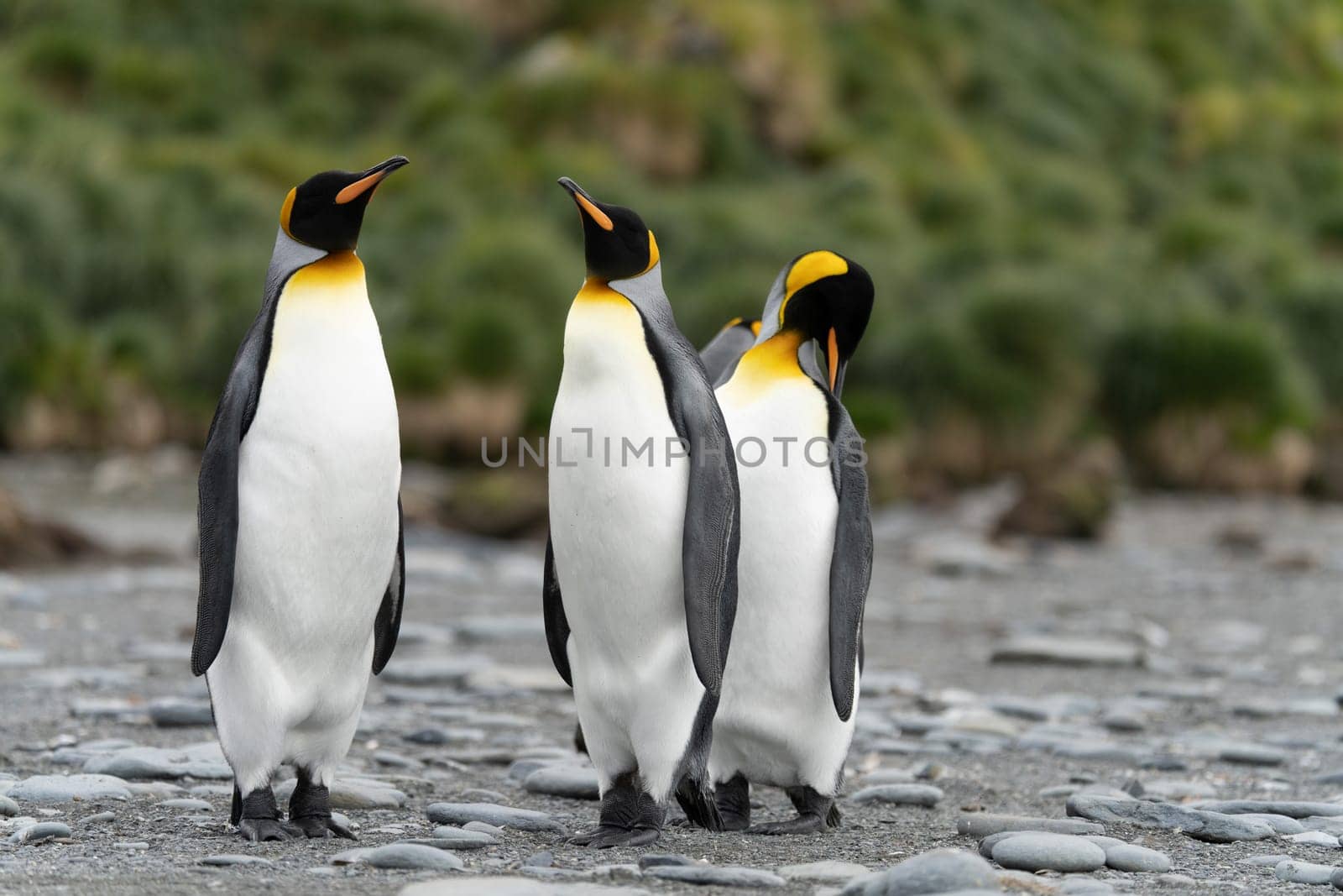 King Penguin - (APTENODYTES PATAGONICUS) Gold Harbour Colony - scenic bay on South Georgia