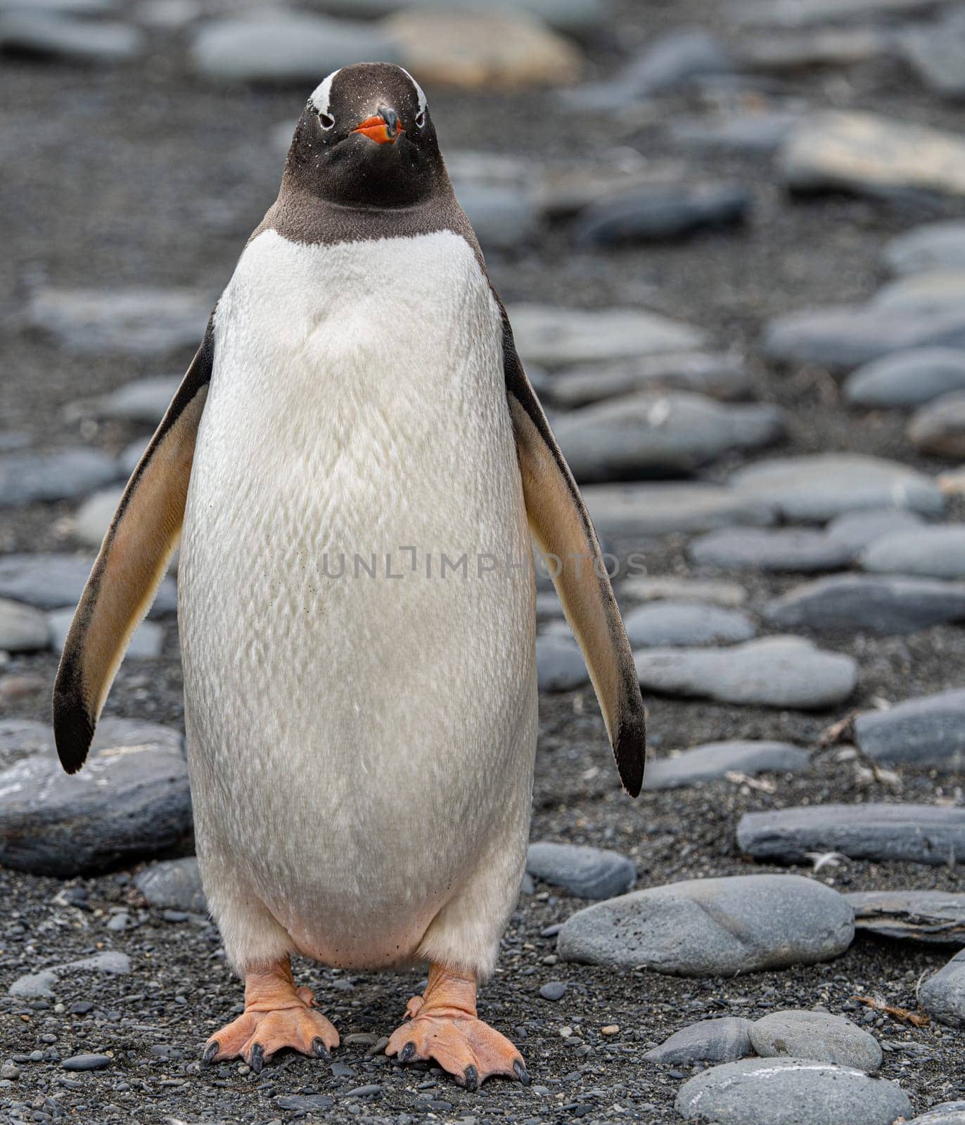 Single Gentoo Penguin (Pygoscelis papua) in the King Penguin colony on South Georgia