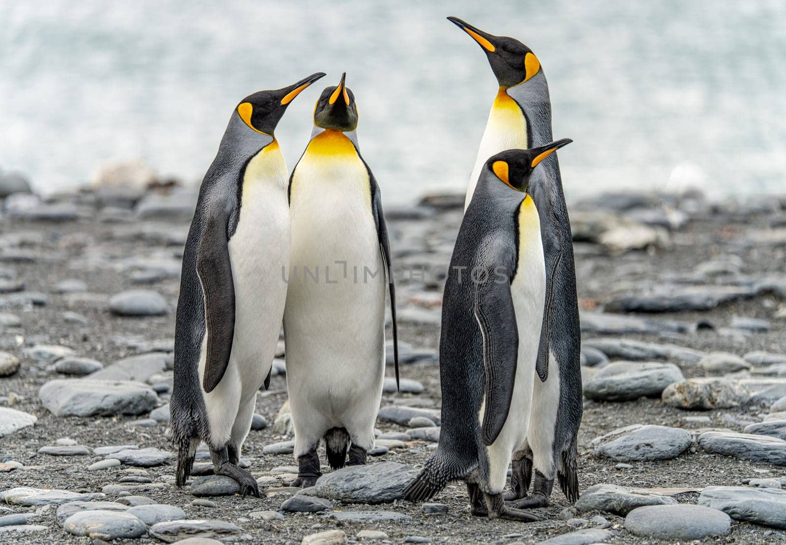 King Penguin - (APTENODYTES PATAGONICUS) Gold Harbour Colony - scenic bay on South Georgia