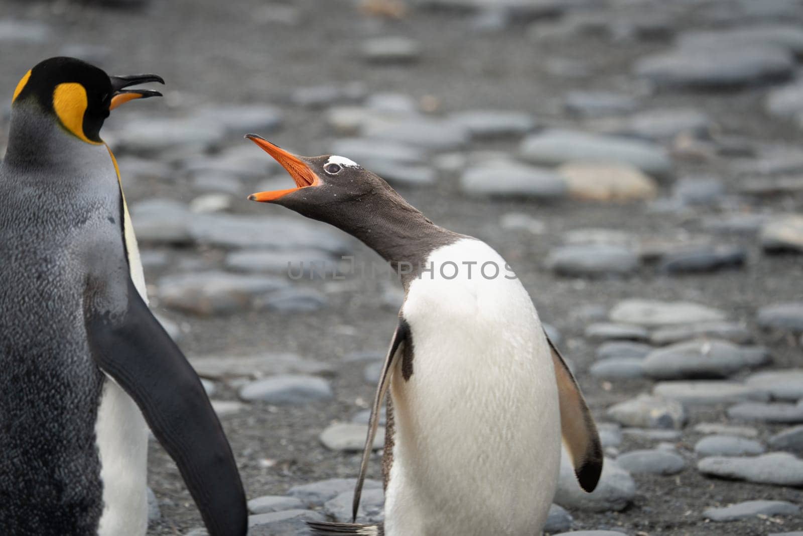 natural, group, cute, antarctic, gentoo, feather, wild, gold harbour, south georgia, king penguin, head, portrait, close-up, blur, kоролевский пингвин, king penguins, tussock grass, g south georgia island, southern ocean, antarctica, aptenodytes patagonicus, bird, brood, climate change, colony, ecotourism, expedition travel, explore, glacier, global warming, nature, penguin, photography, polar, landscape, scenic, south georgia island, travel, wildlife, panorama, coast, mountain, gentoo penguin, папуасский пингвин, pygoscelis papua, grimacing bird, upright, animal, arctic
