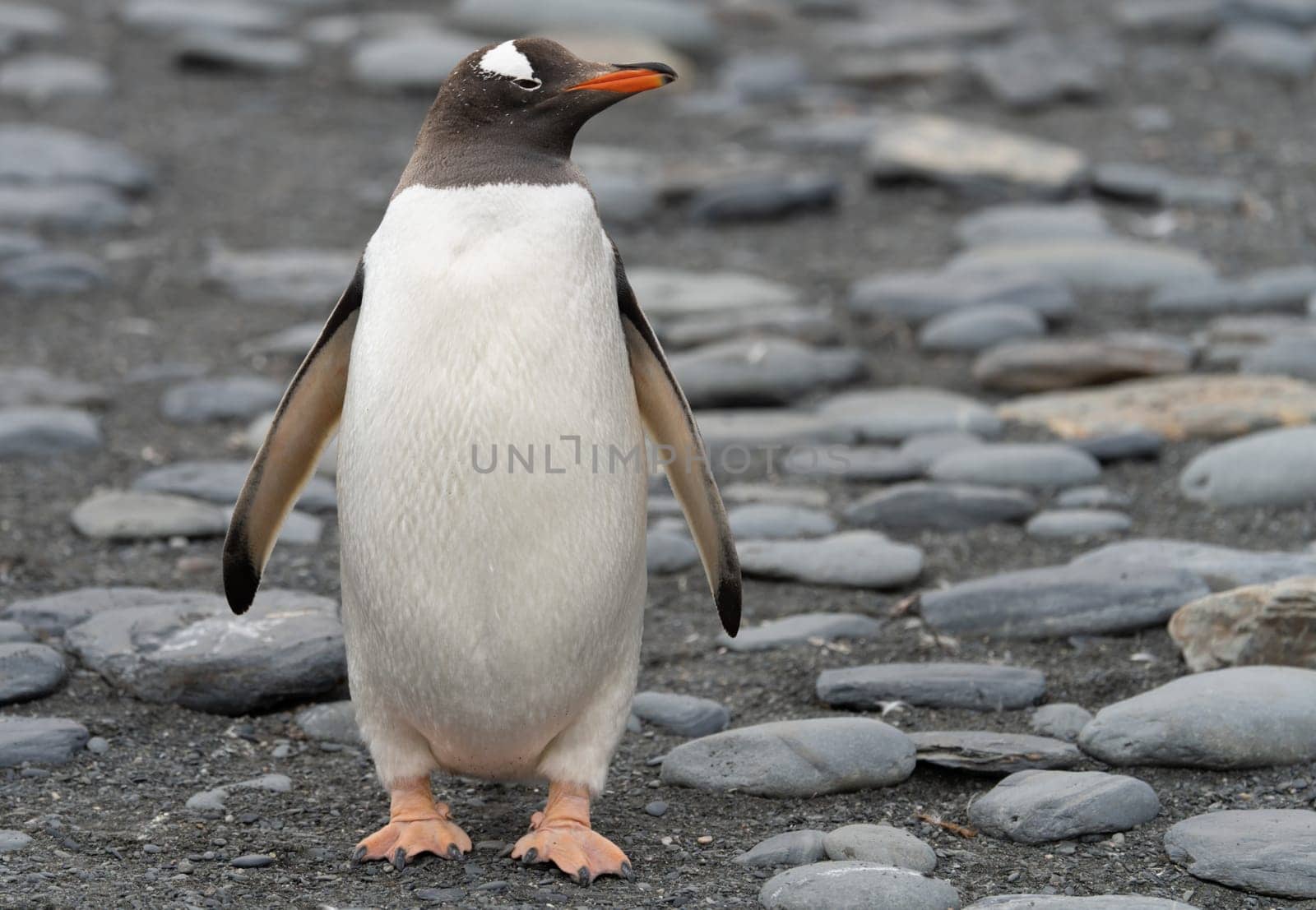 Single Gentoo Penguin (Pygoscelis papua) in the King Penguin colony on South Georgia