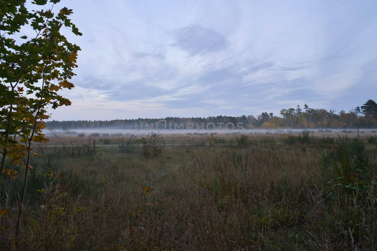 Fore land with fog on grass and heather in Denmark, in front of dunes. Trees and clouds in mystical mood. Landscape shot from Scandinavia