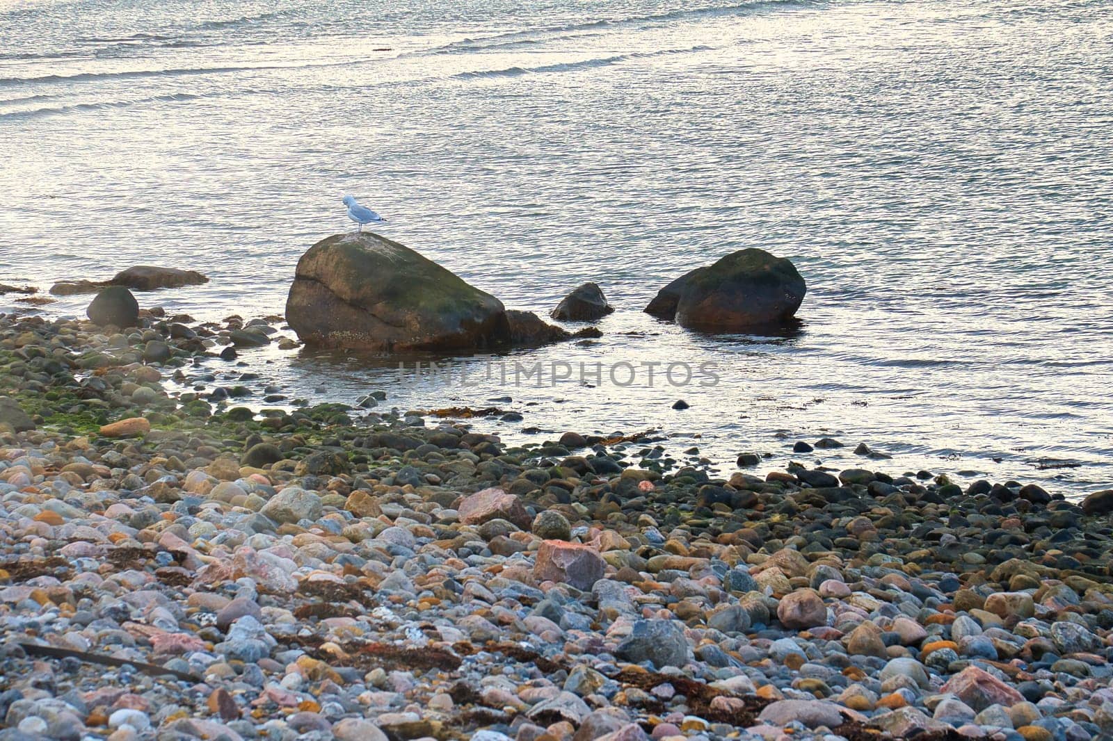 Stone beach with big stone in Denmark with seagull. Landscape photo from the sea. Nature from Scandinavia