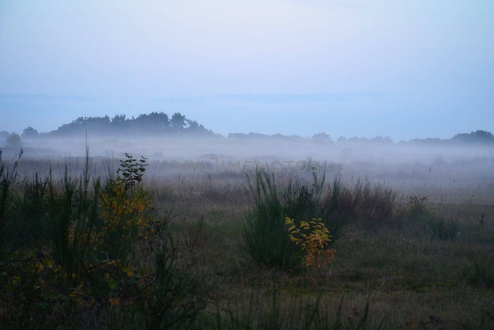 Fore land with fog on grass and heather in Denmark, in front of dunes. Trees and clouds in mystical mood. Landscape shot from Scandinavia