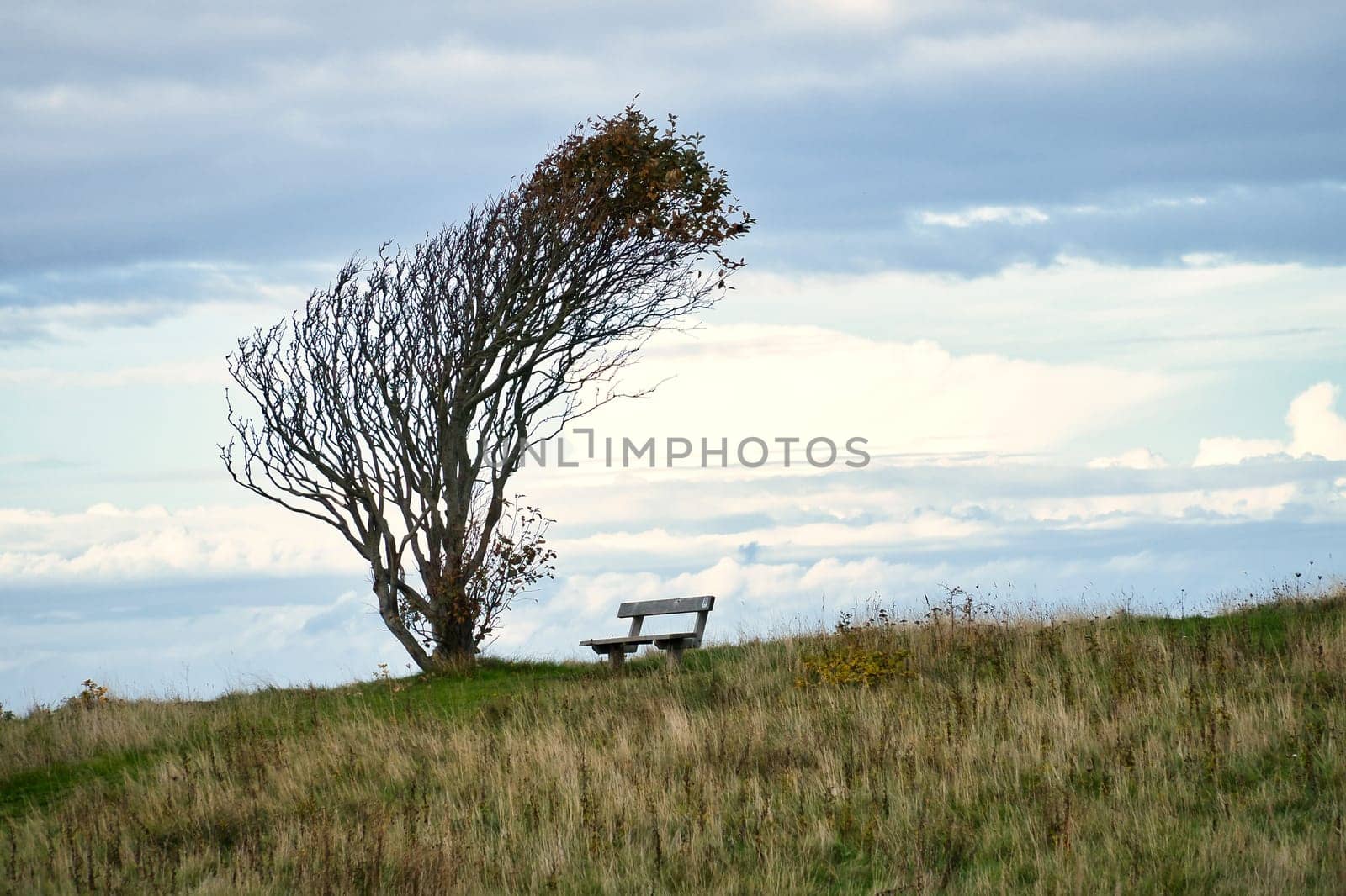 Tree bent by wind, with bench on cliff by sea. View in Denmark on the Kattegatt. Break during a hike. Landscape shot from the Baltic Sea