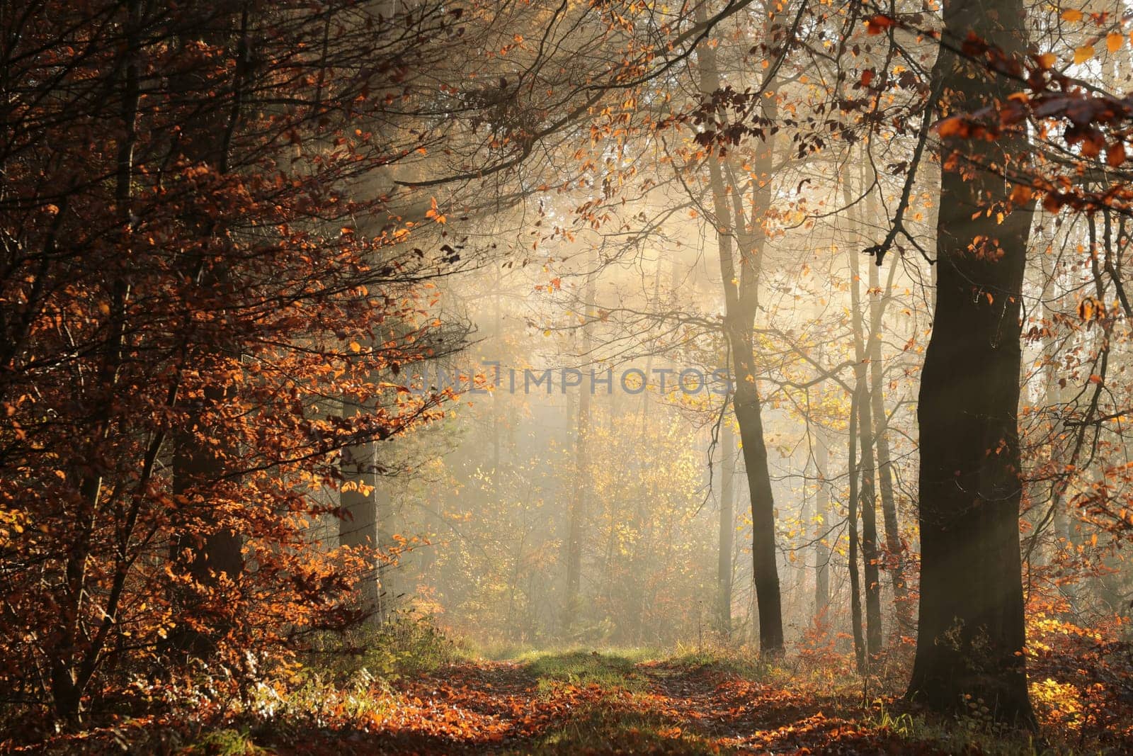 A path through a fairytale autumn forest on a foggy November morning.