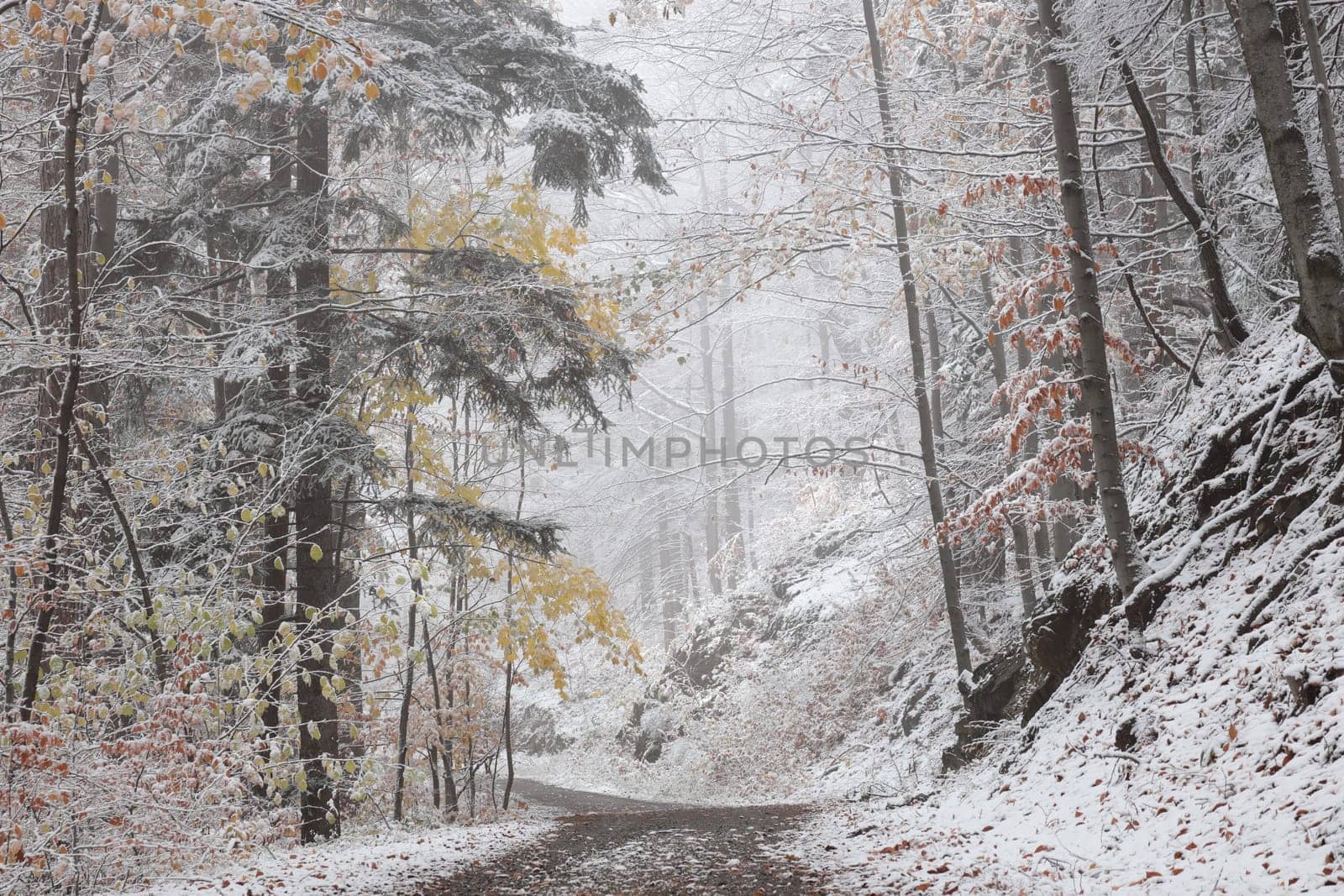 Forest path after the first snowfall in mid-November.