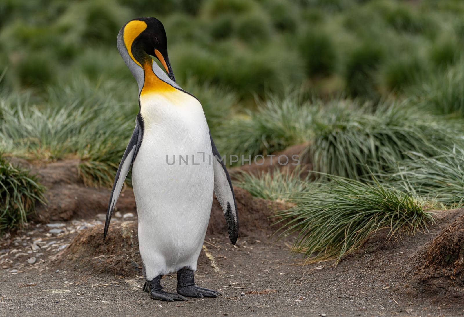 individual king penguin King penguin (APTENODYTES PATAGONICUS) in South Georgia poses on beach