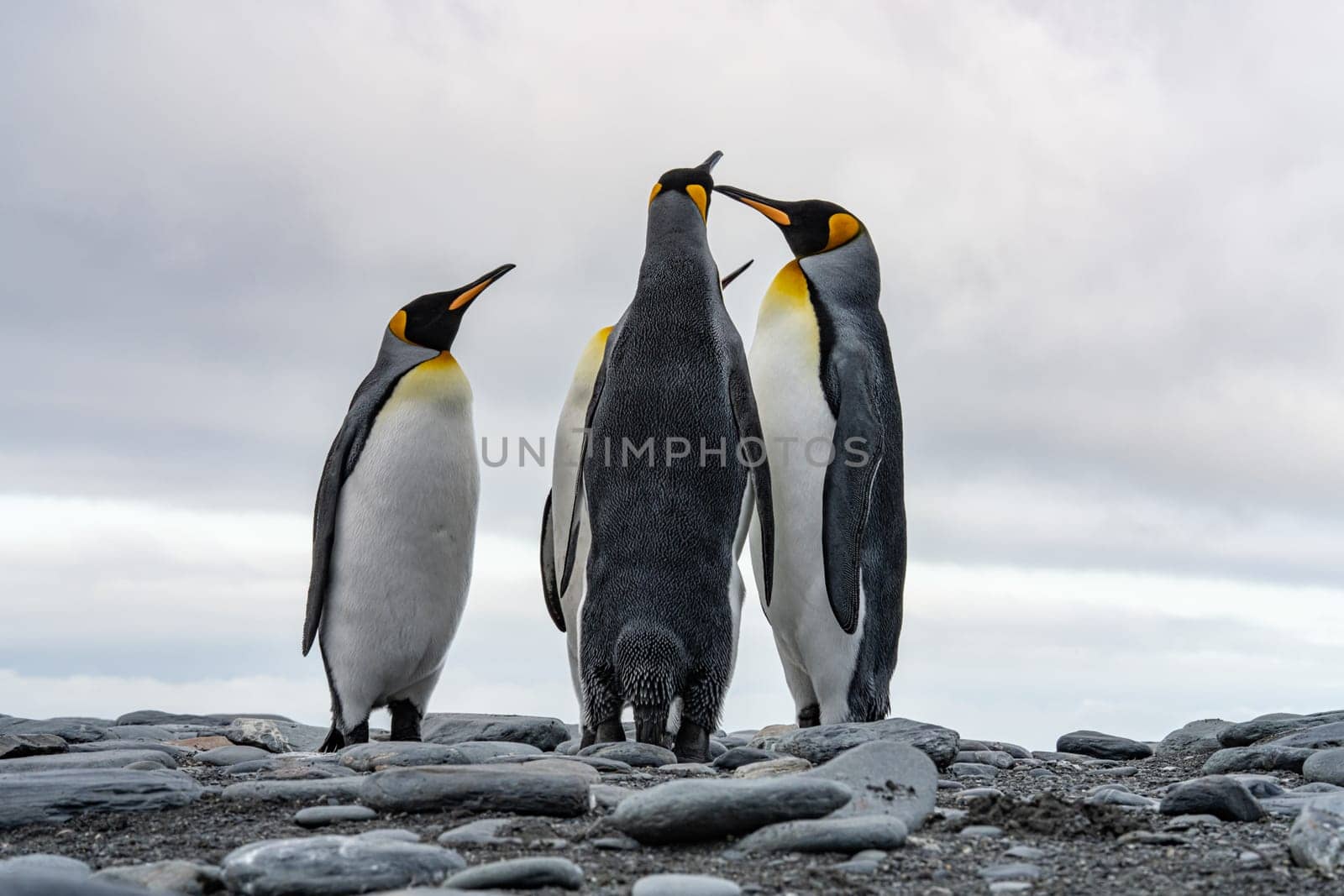 King Penguin - (APTENODYTES PATAGONICUS) Gold Harbour Colony - scenic bay on South Georgia