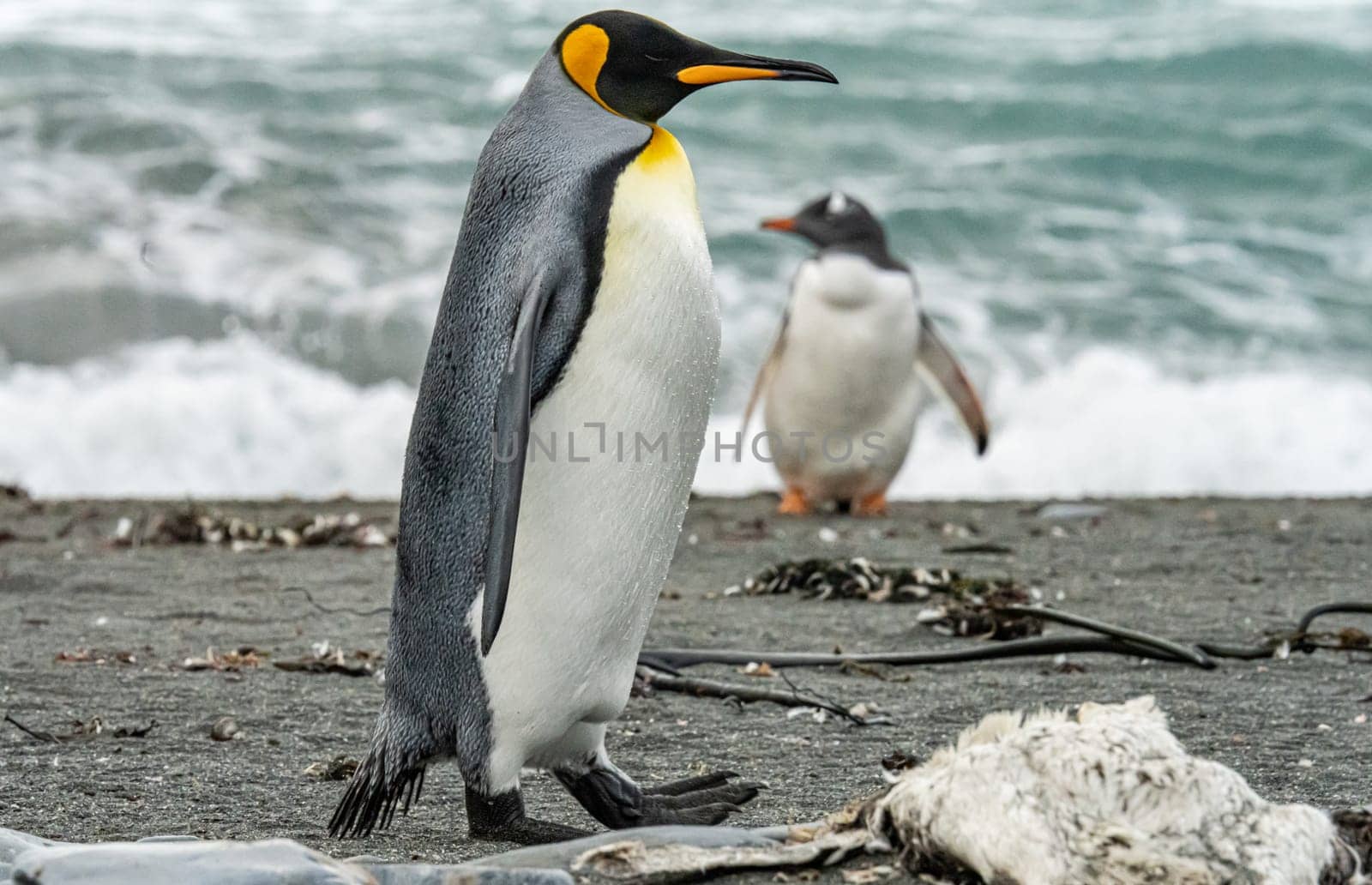 Pair of 2 King Penguins (APTENODYTES PATAGONICUS) on South Georgia interacting with each other