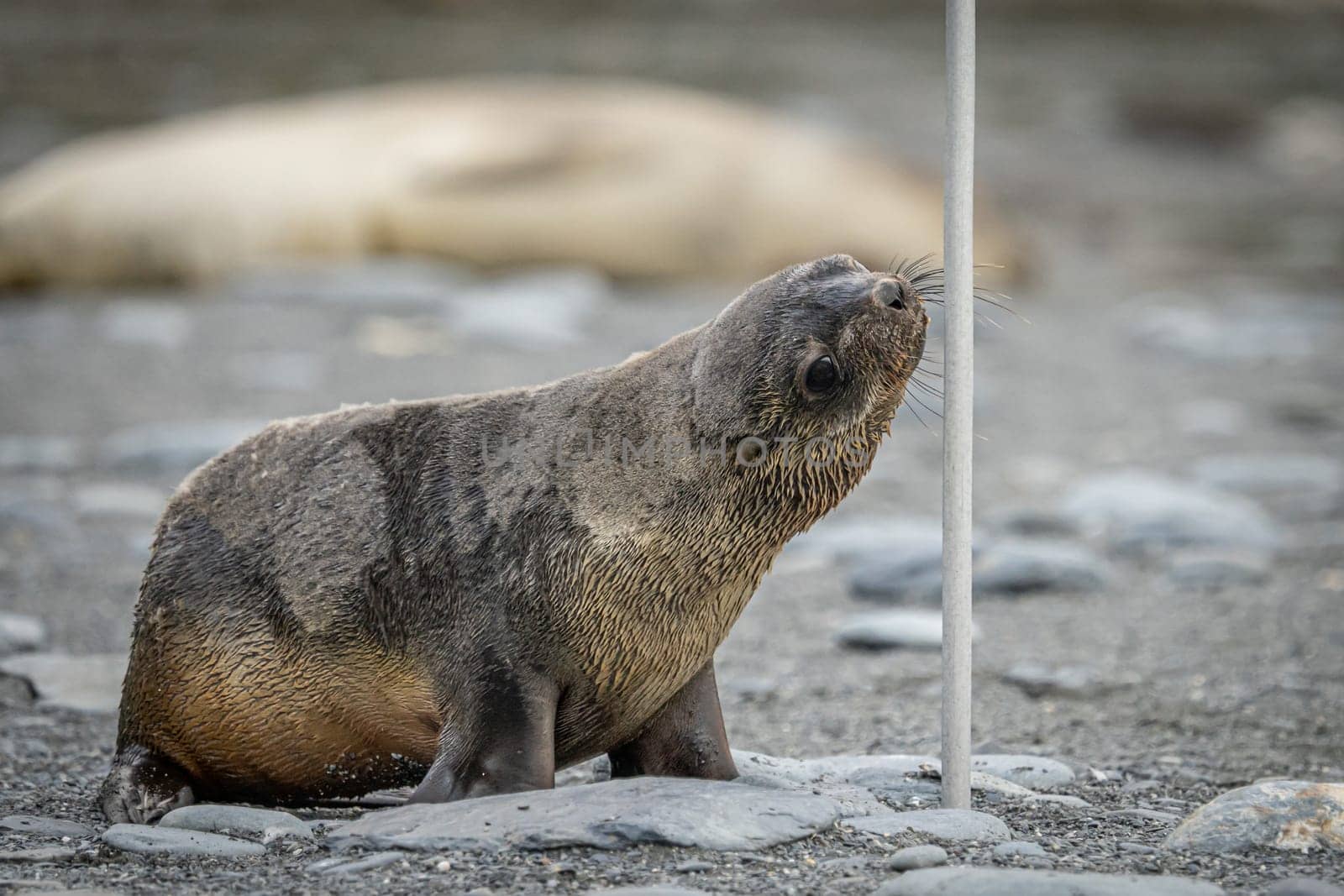 Juvenile Antarctic fur seal (Arctocephalus gazella) in South Georgia in its natural environment