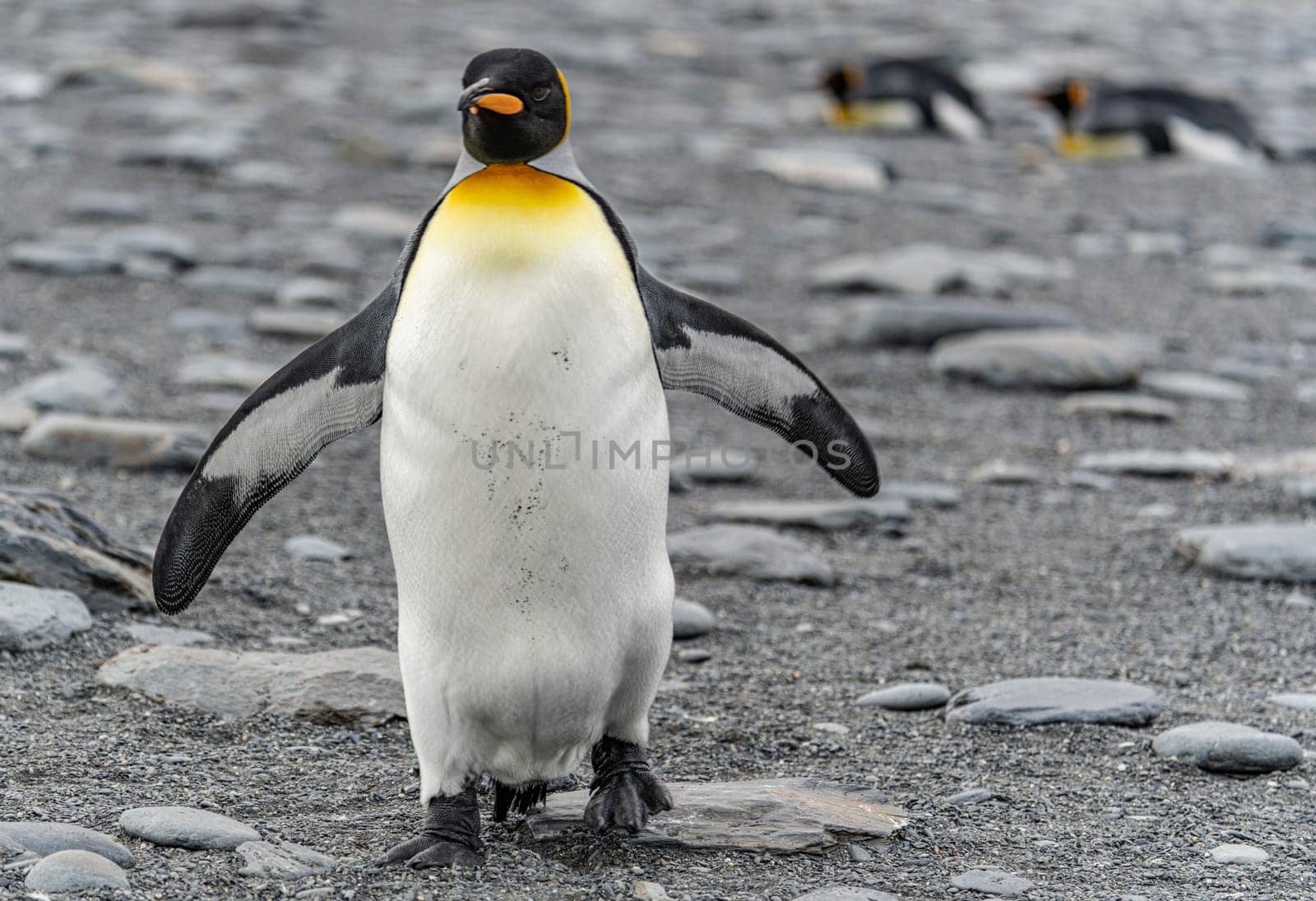 individual king penguin King penguin (APTENODYTES PATAGONICUS) in South Georgia poses on beach