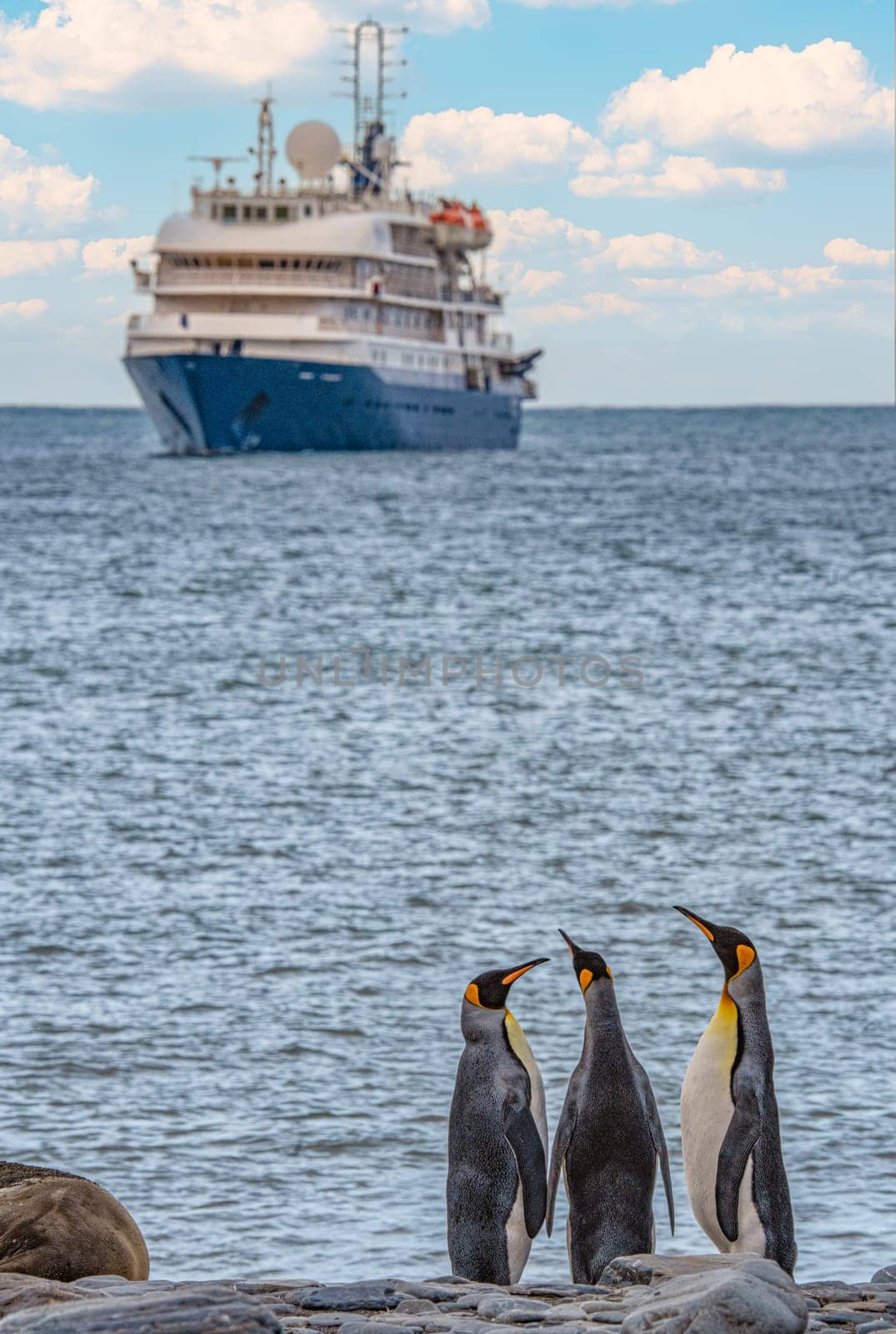 3 separated King Penguins (APTENODYTES PATAGONICUS) on the beach on South Georgia with an Antarctic expedition ship in the background