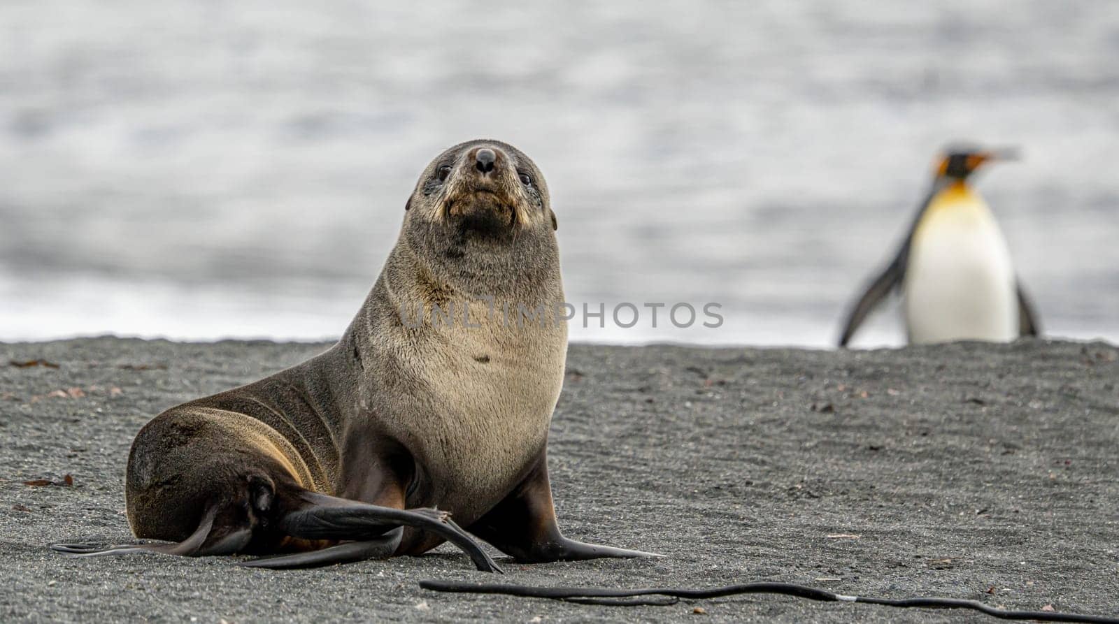 Juvenile Antarctic fur seal (Arctocephalus gazella) in South Georgia in its natural environment